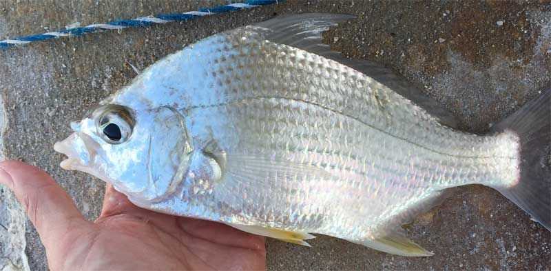 Mexican Mojarra