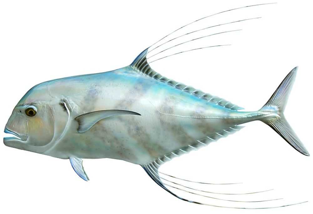 African Pompano Fish