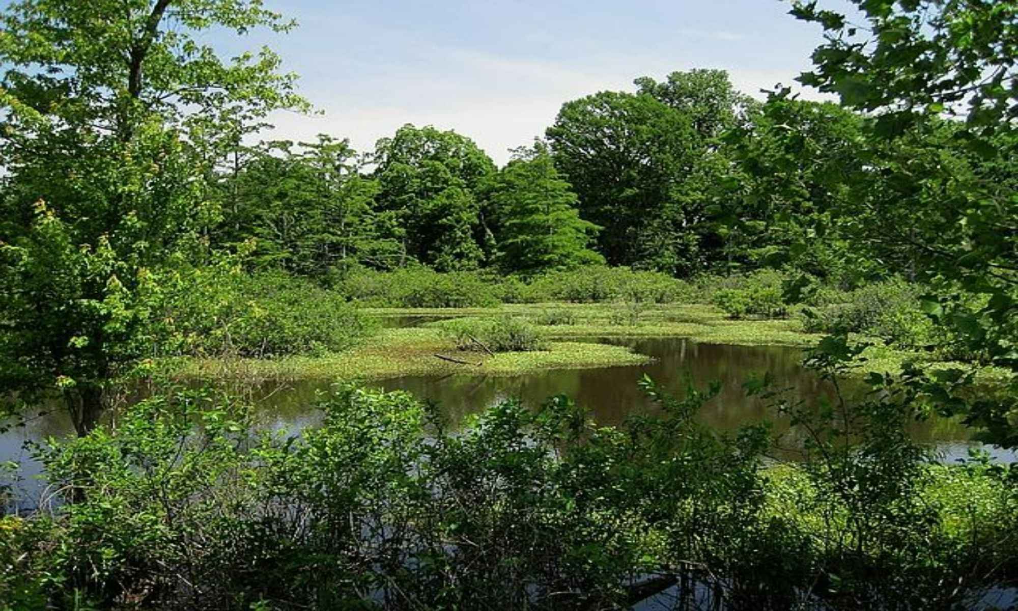 Bowman, SC Fishing: An Escape Between Cities