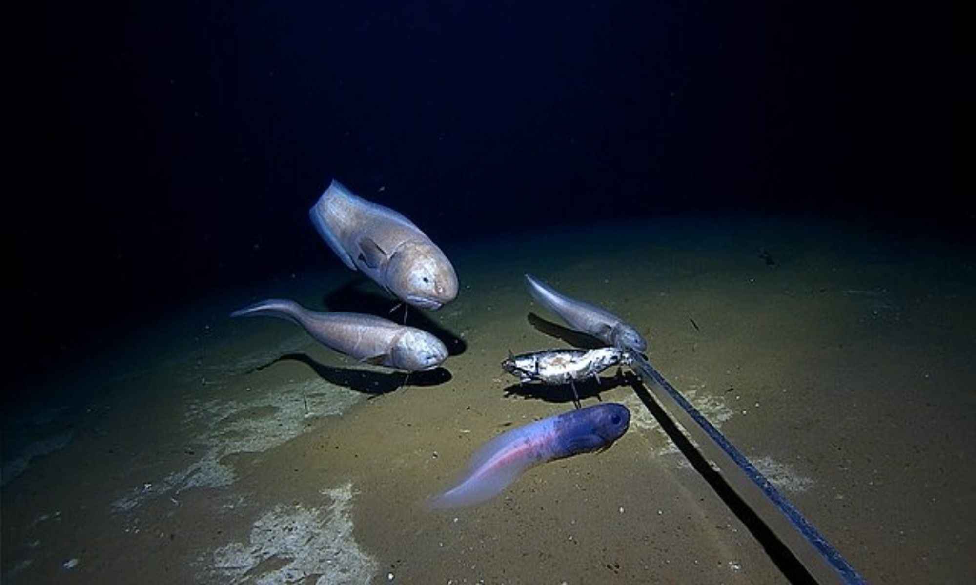 The Deepest Fish Species Ever Discovered