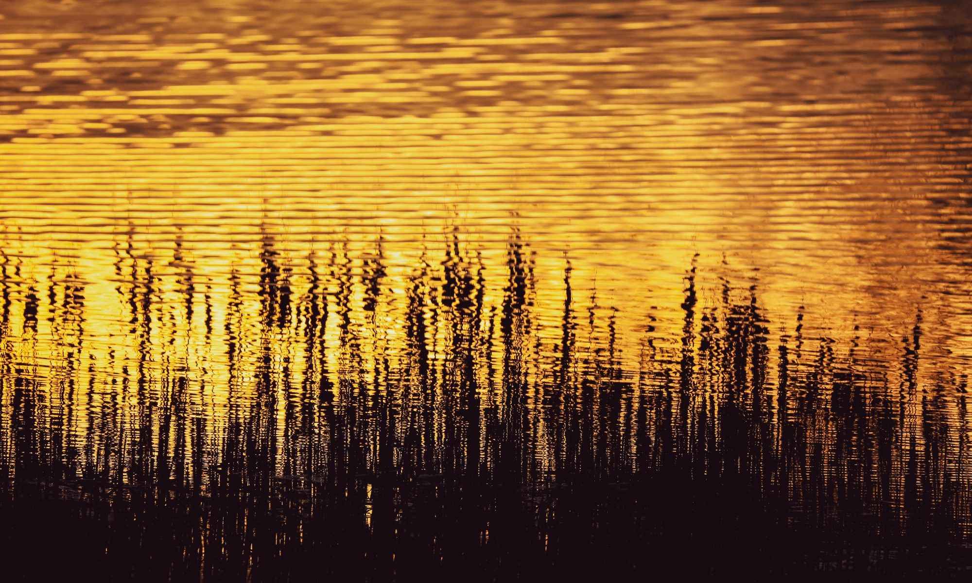 Book Your Fishing Charter in Essex, NY