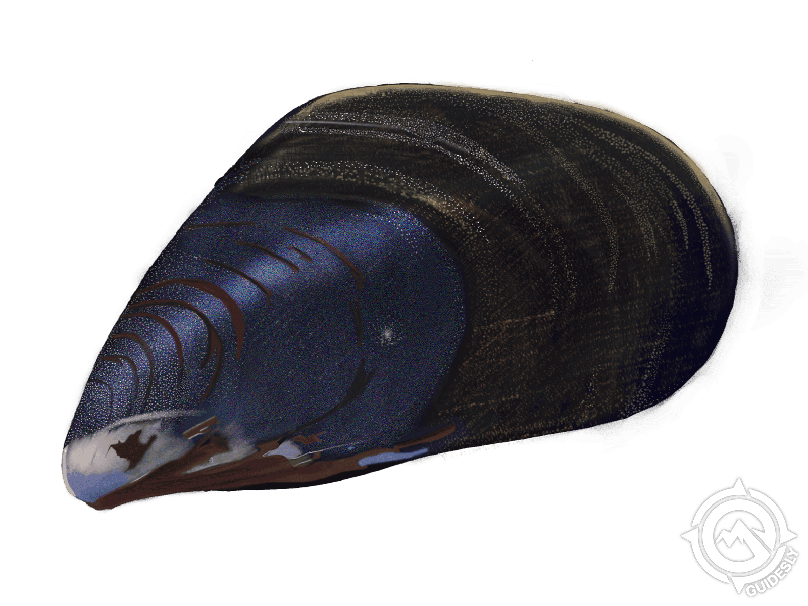 Mediterranean Mussels