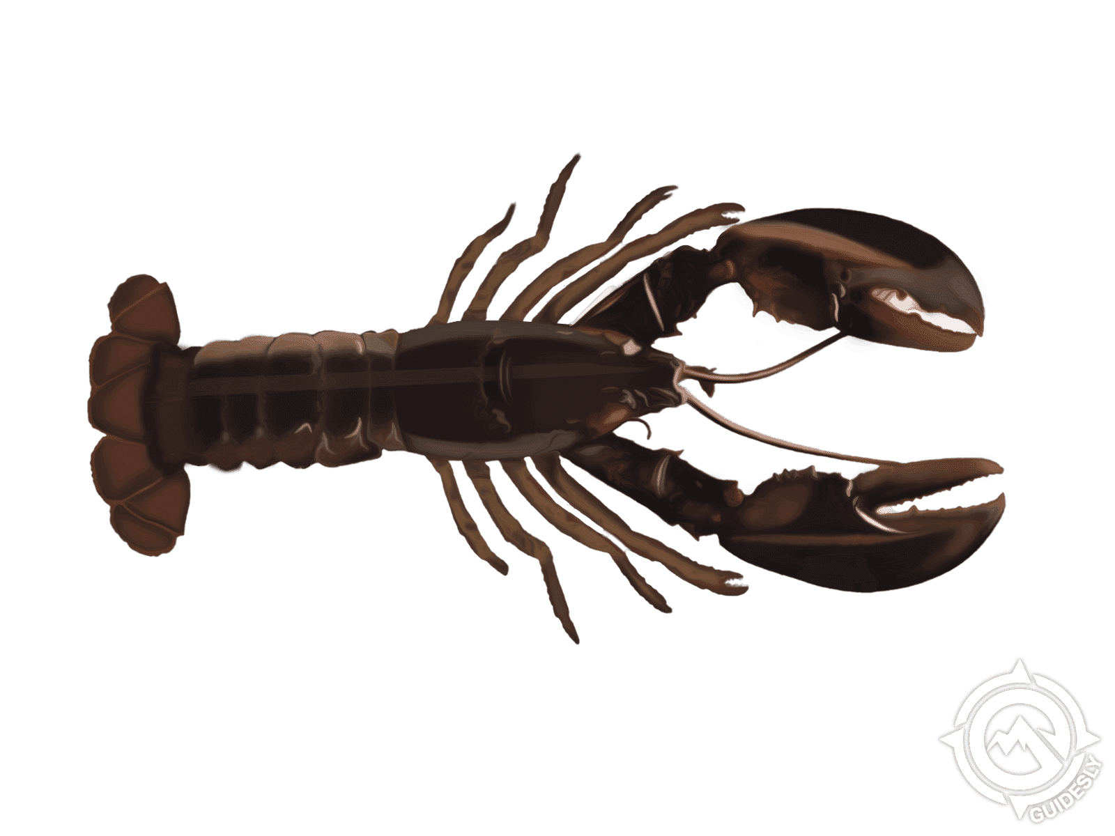 American Lobster