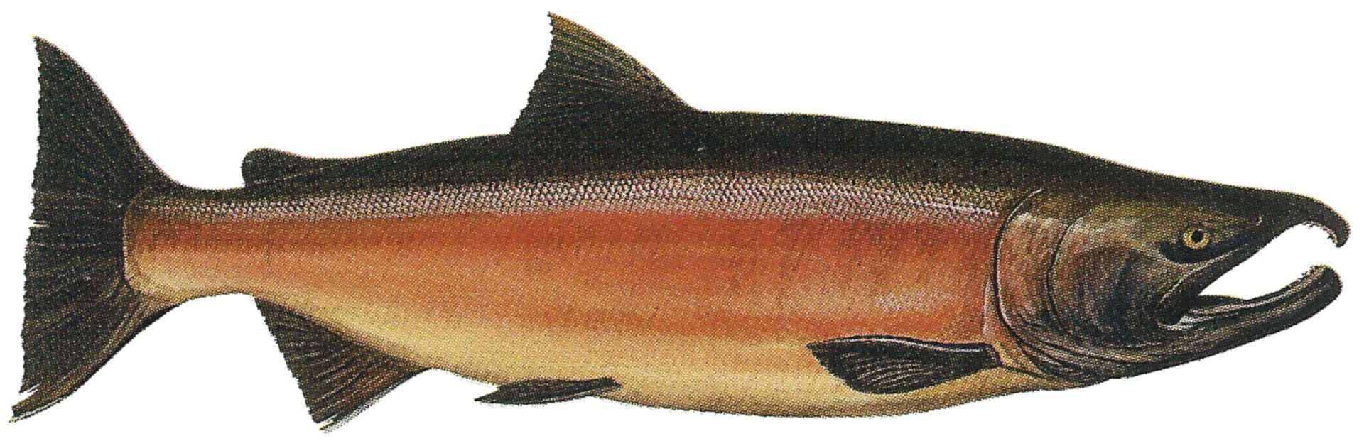 Coho Salmon male in freshwater