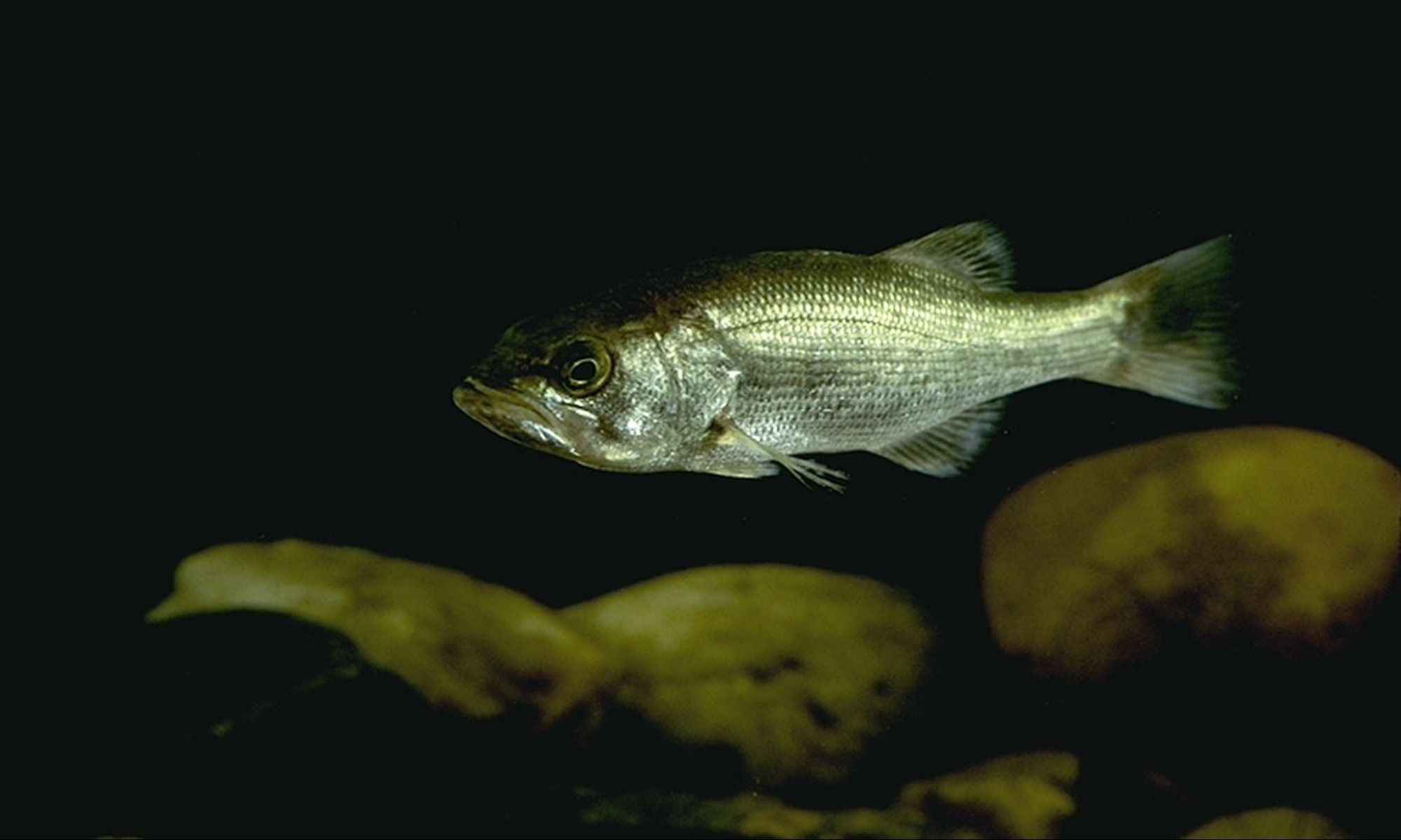 Tips for Spawn Success of These 5 Gamefish