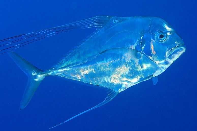 African Pompano Fish in Ocean
