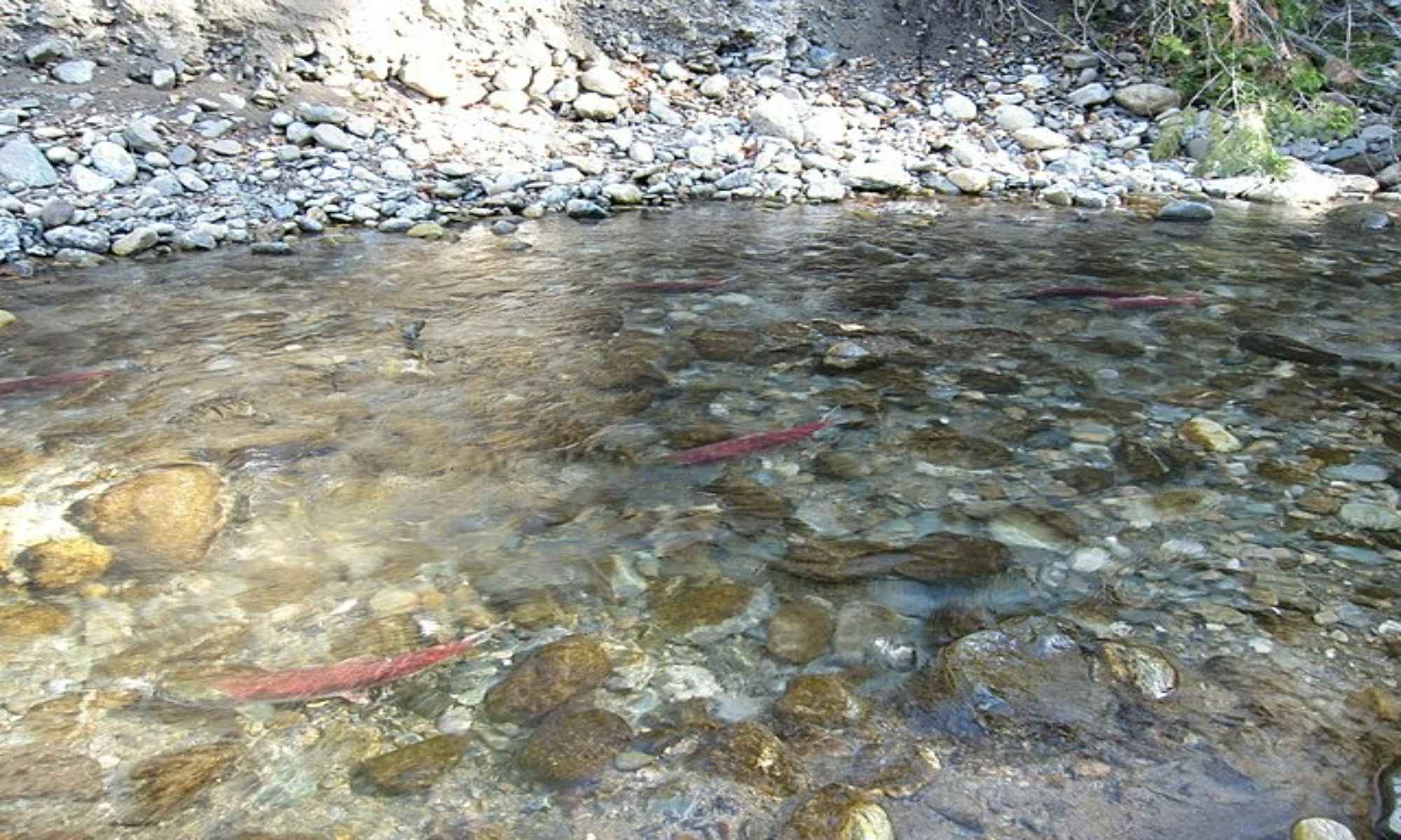 Buoy 10 Fishing Trends for 2022