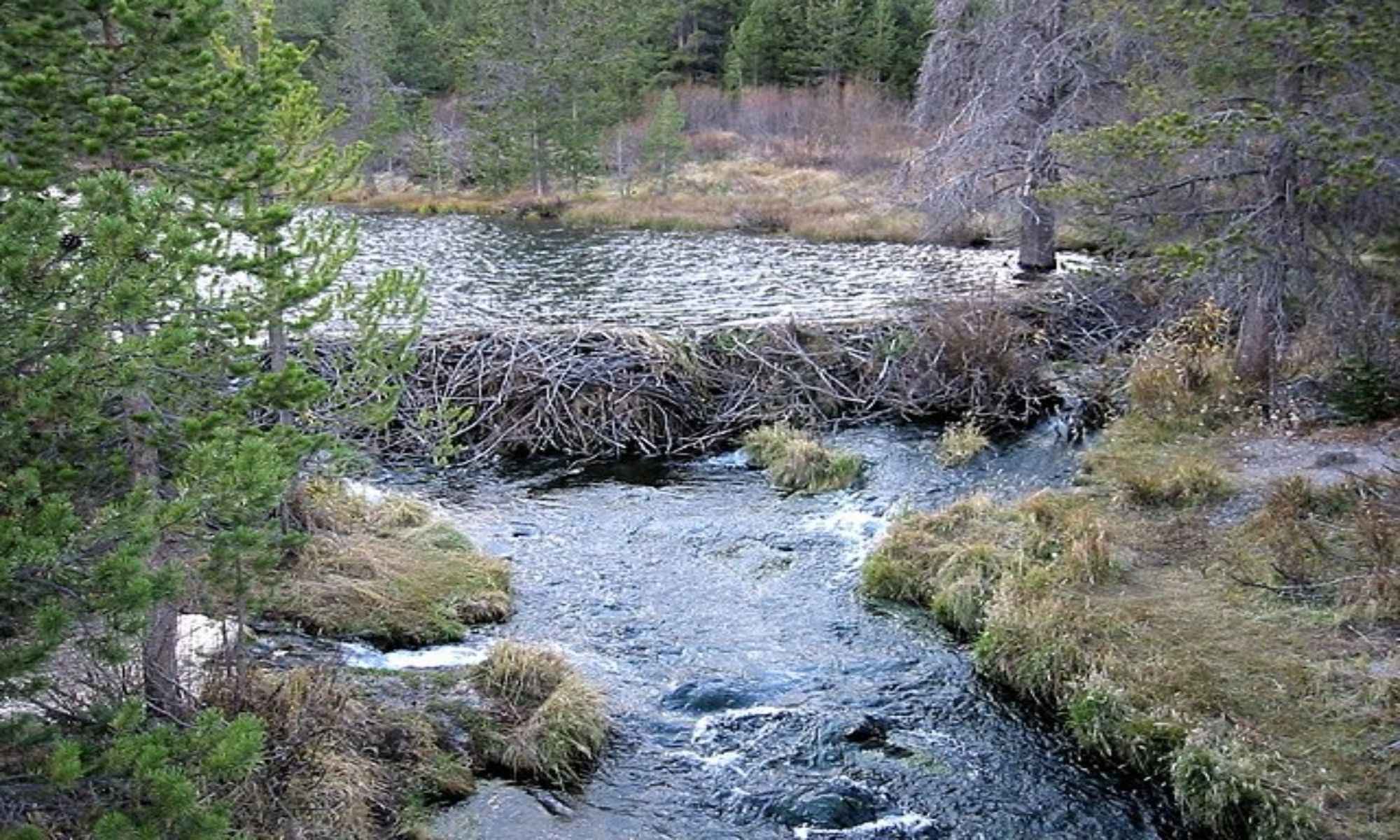 Book Your Fishing Charter in Clio, SC