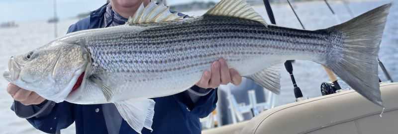 Striped Bass