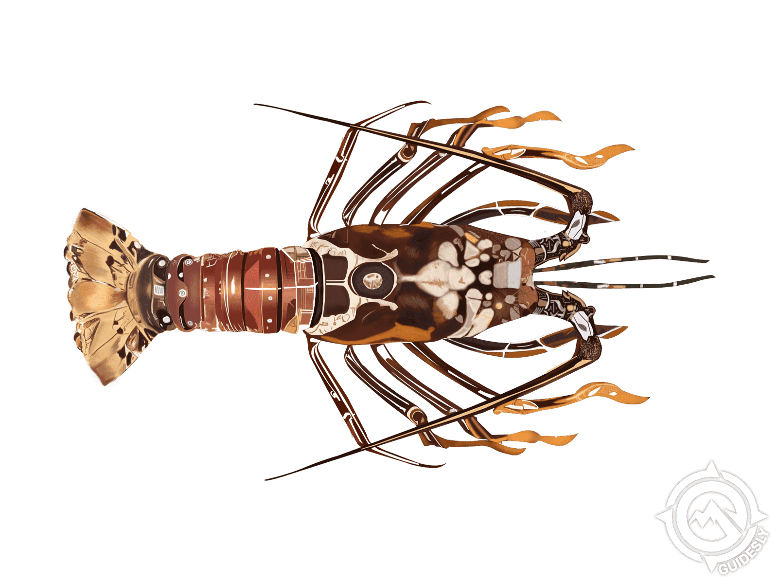 Caribbean Spiny Lobster
