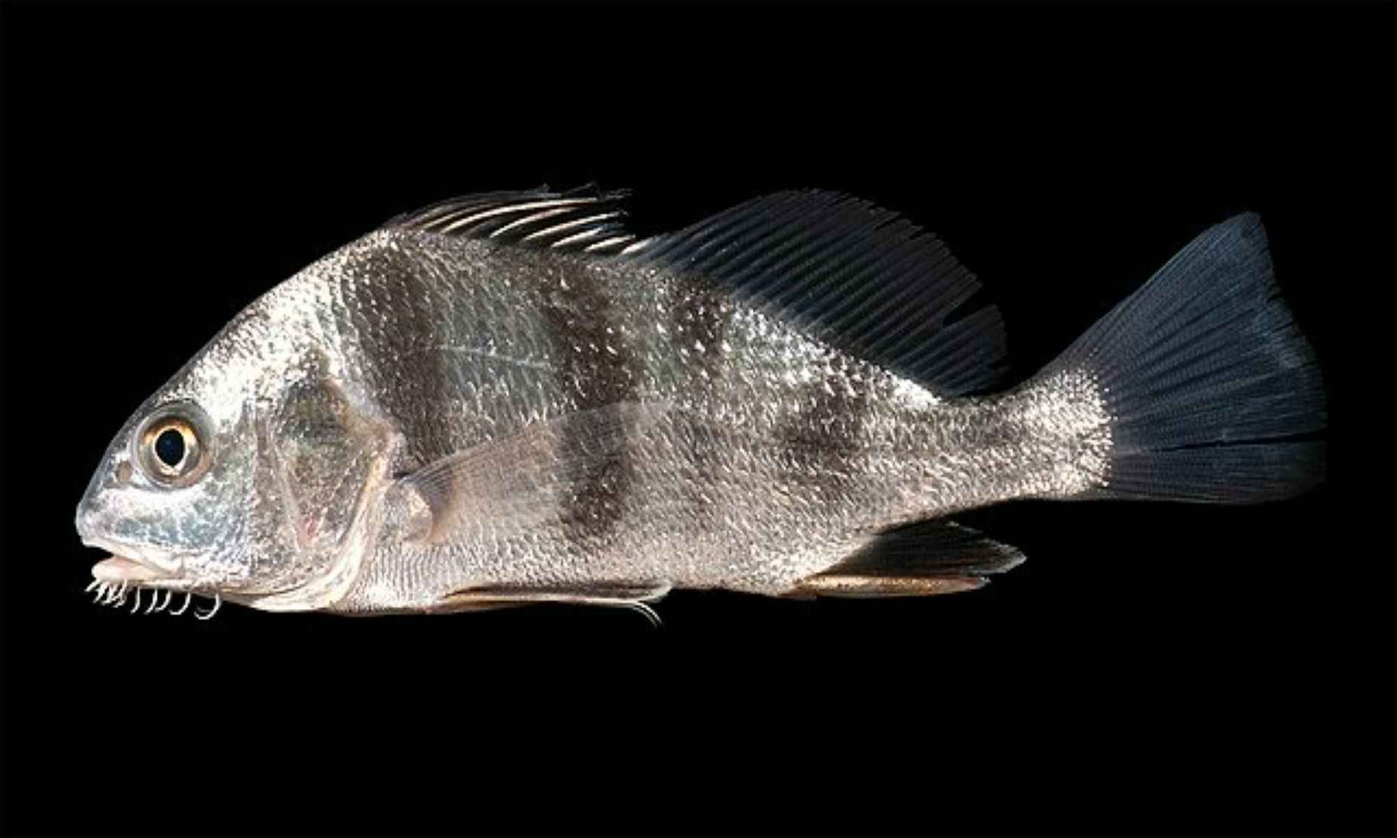 Top 10 Tips for Black Drum Fishing