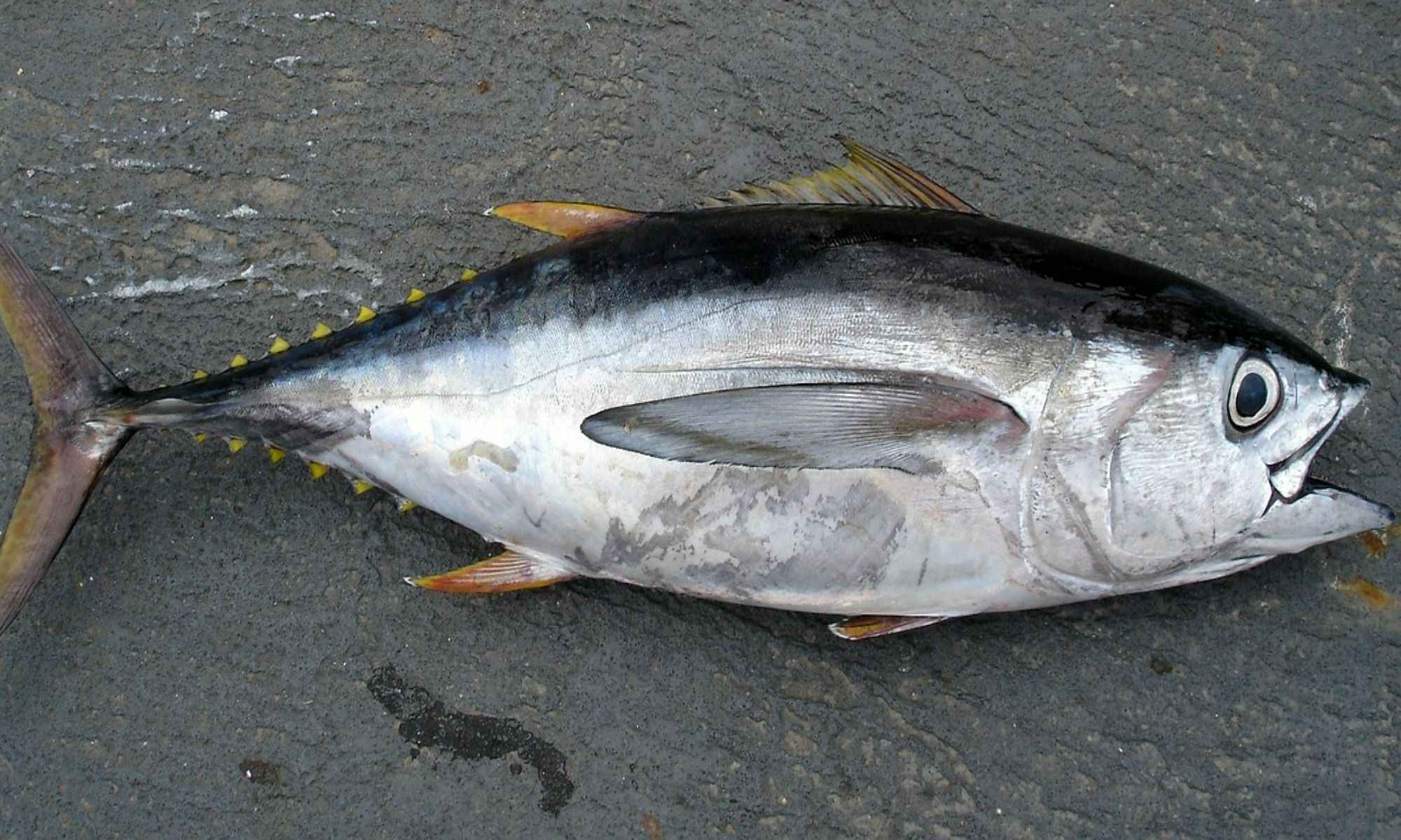 Trolling Tips for Blackfin Tuna