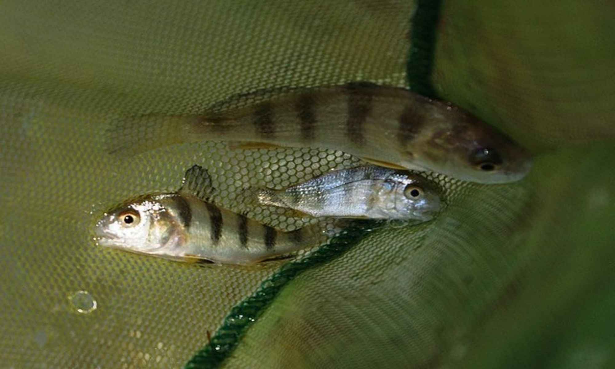 Best Baits and Lures for Black Drum