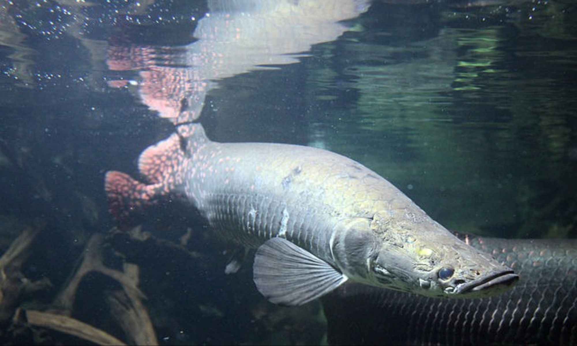 Arapaima: Are They Dangerous?