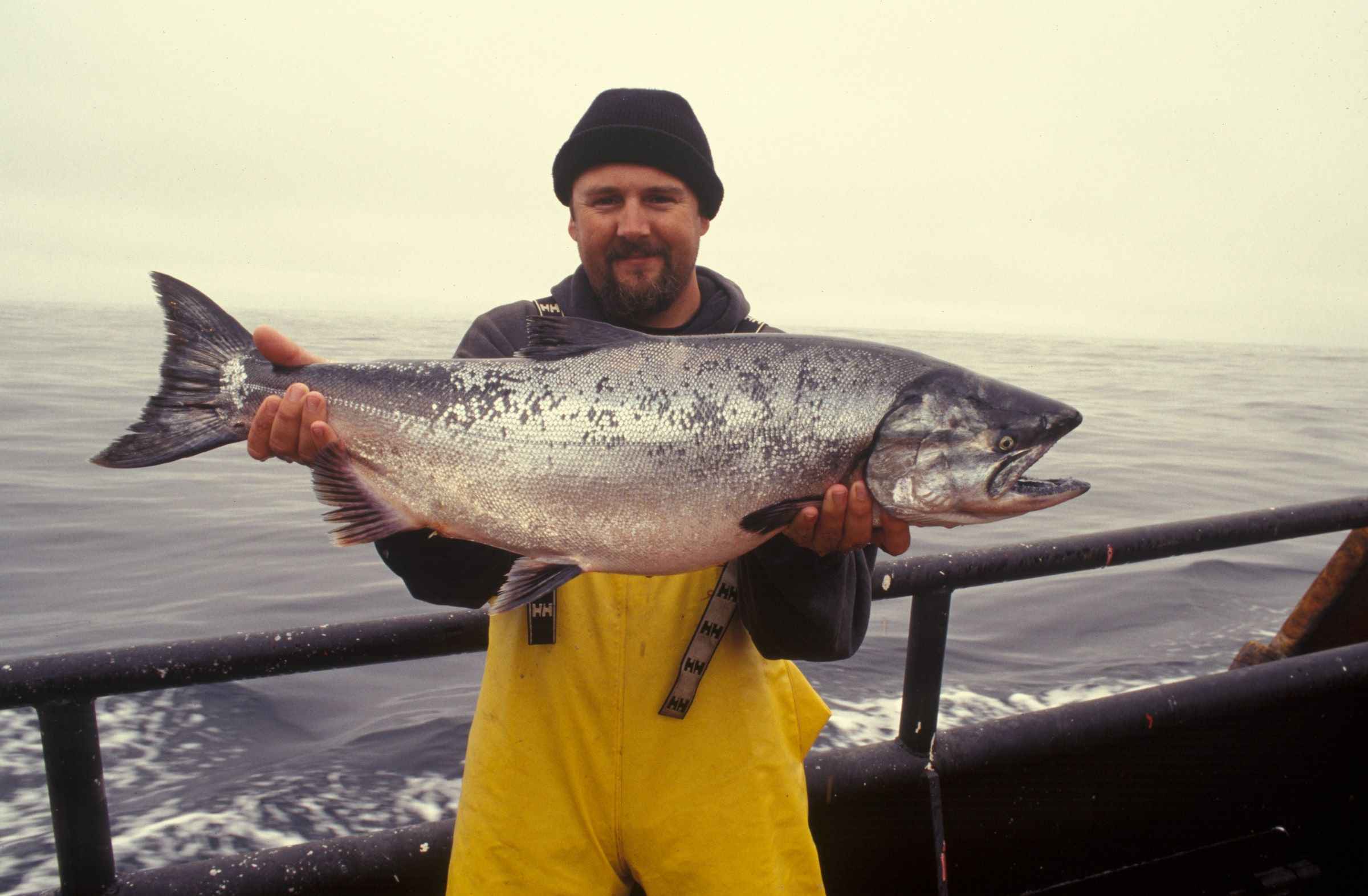 Guide to Types of Salmon Fish in North America