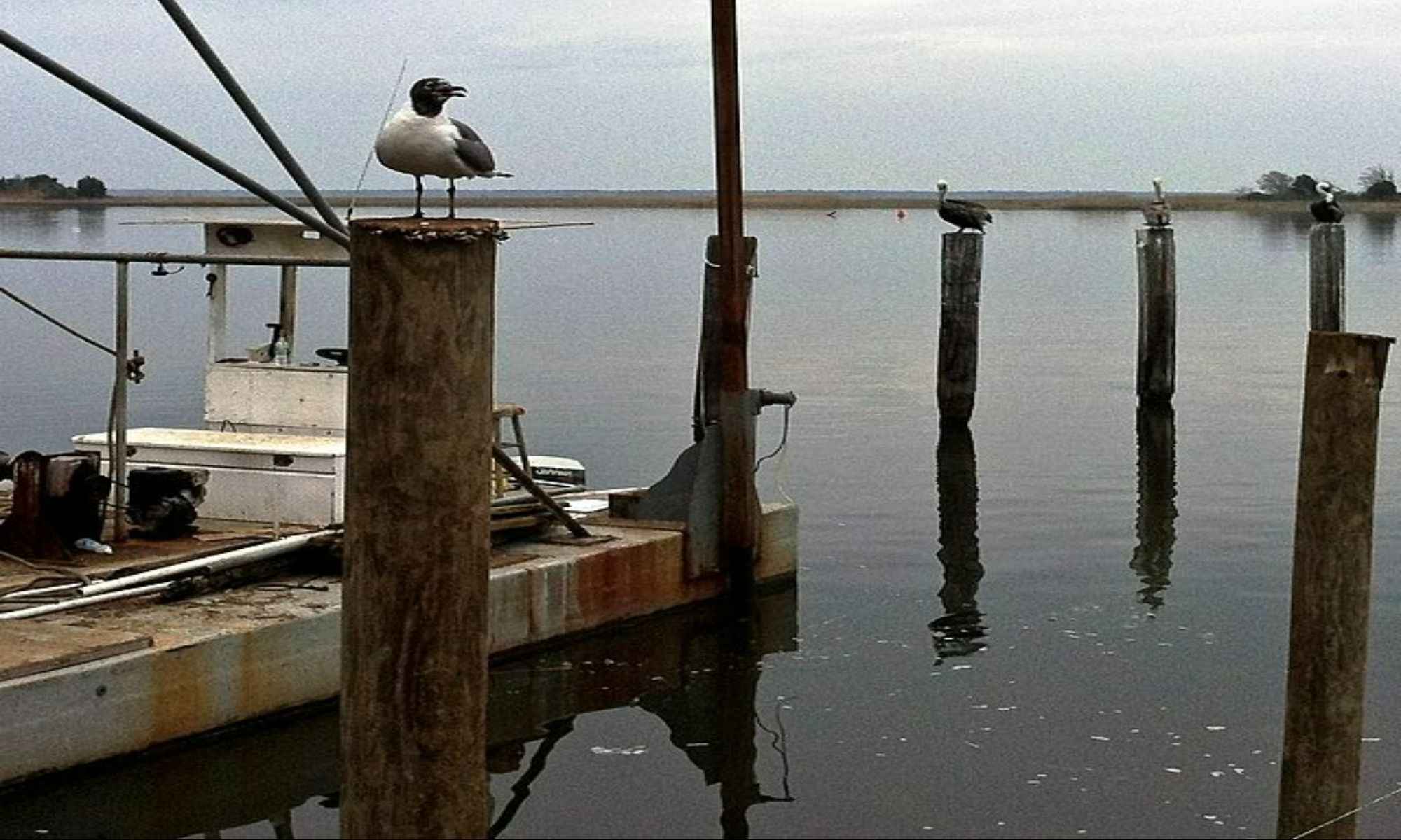 Ashford, AL Fishing: Experience Freshwater Fishing in the Southeast Corner of Alabama