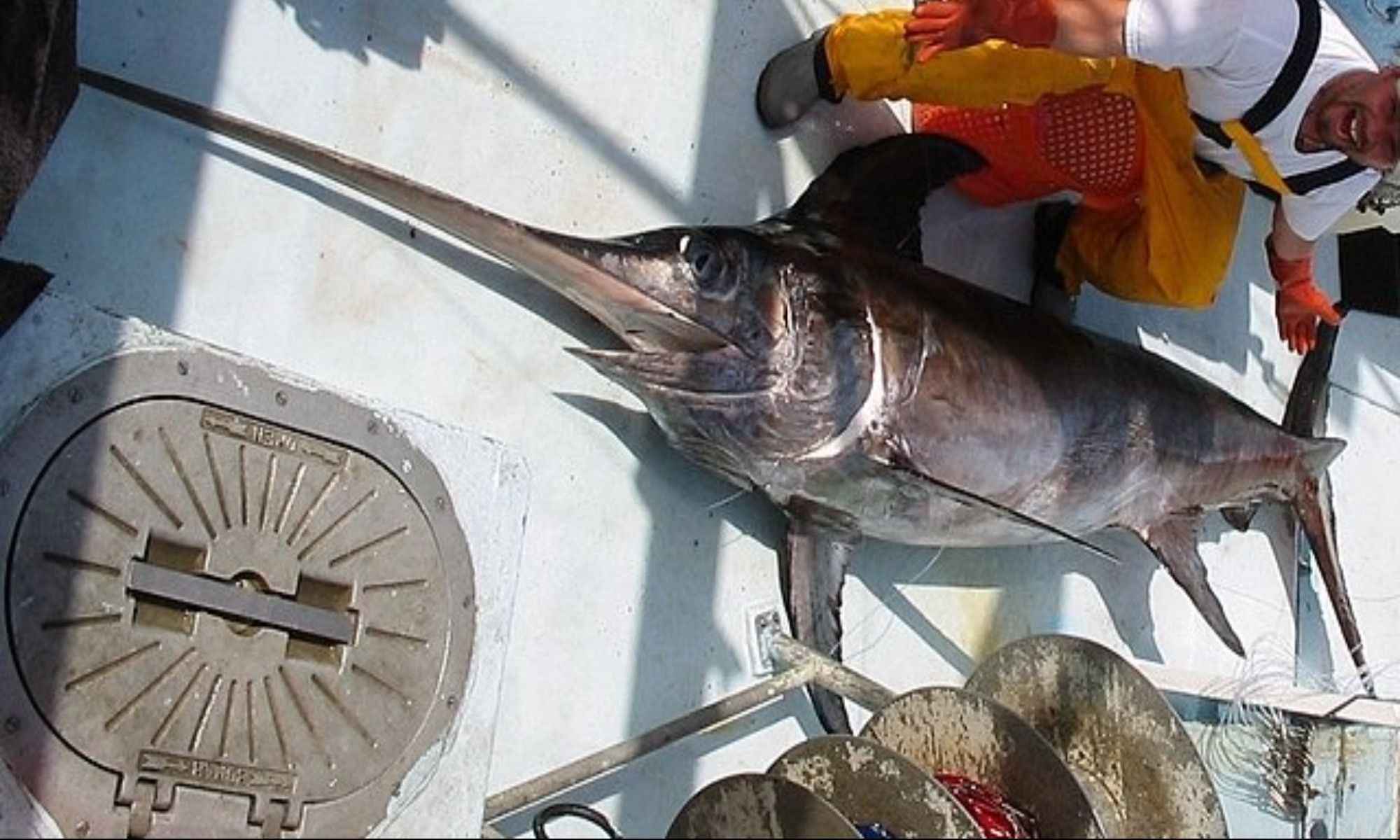 10 Fish You Should Never Eat