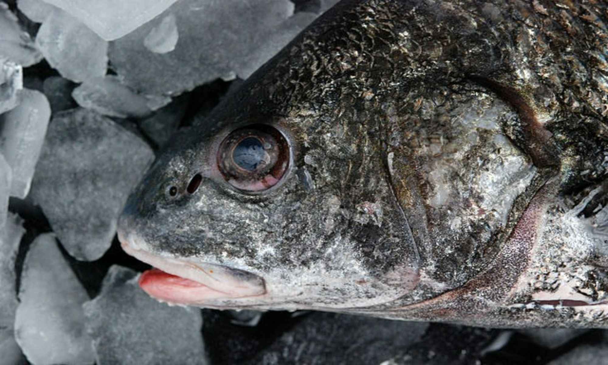 Best Places to Fish for Black Drum