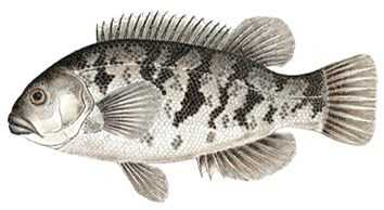 Tautog