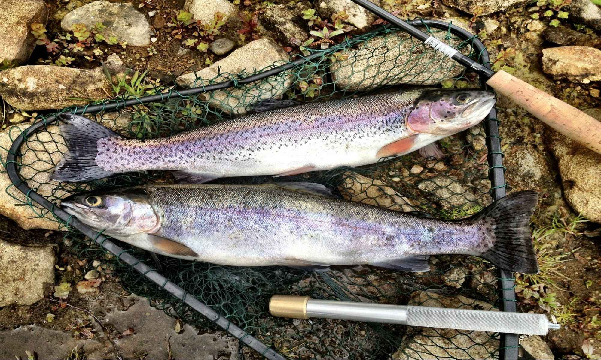 Trout Fishing: How to Use Current to Catch More Fish