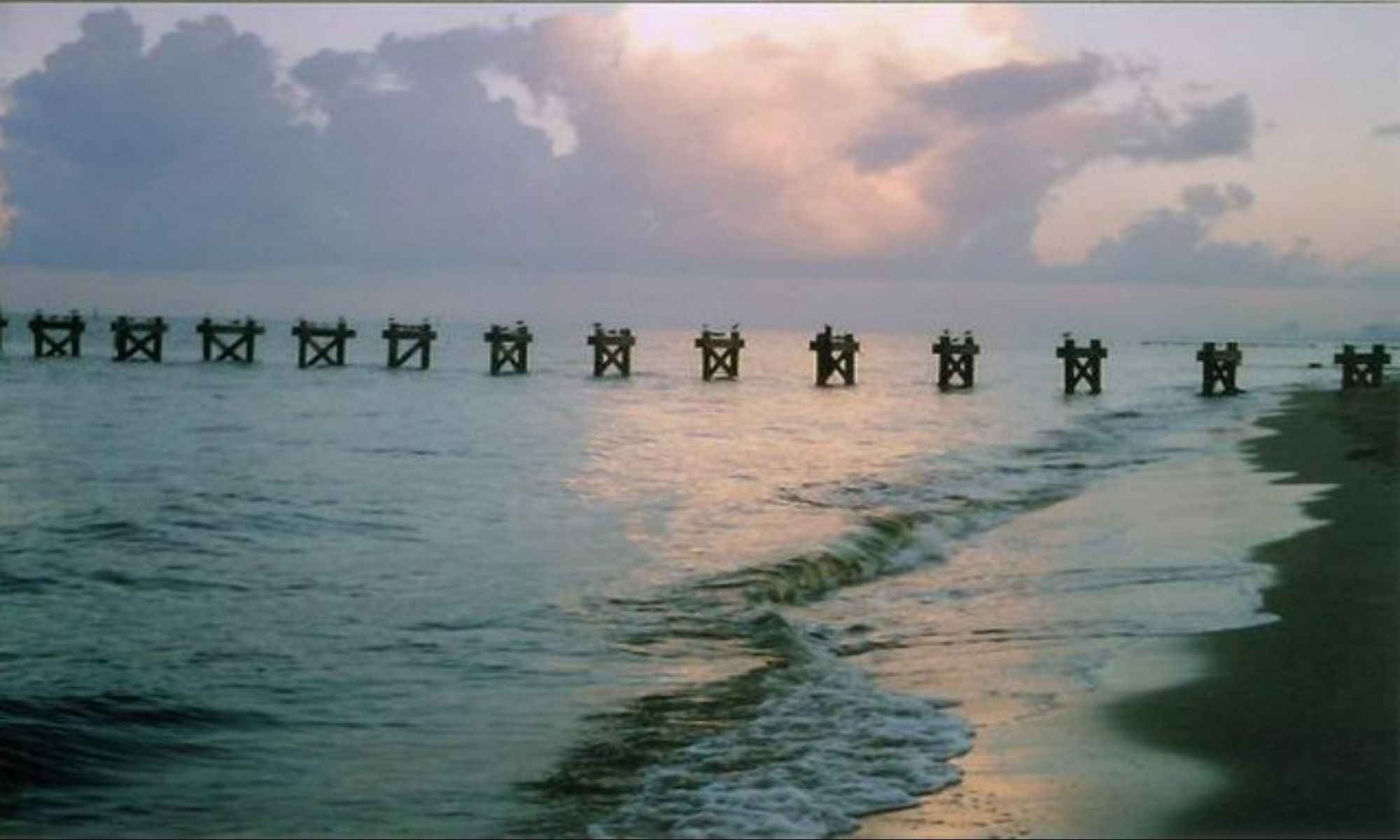 Oil Spill Effects on Dolphins, Sea Turtles, and Fishing in the Gulf of Mexico