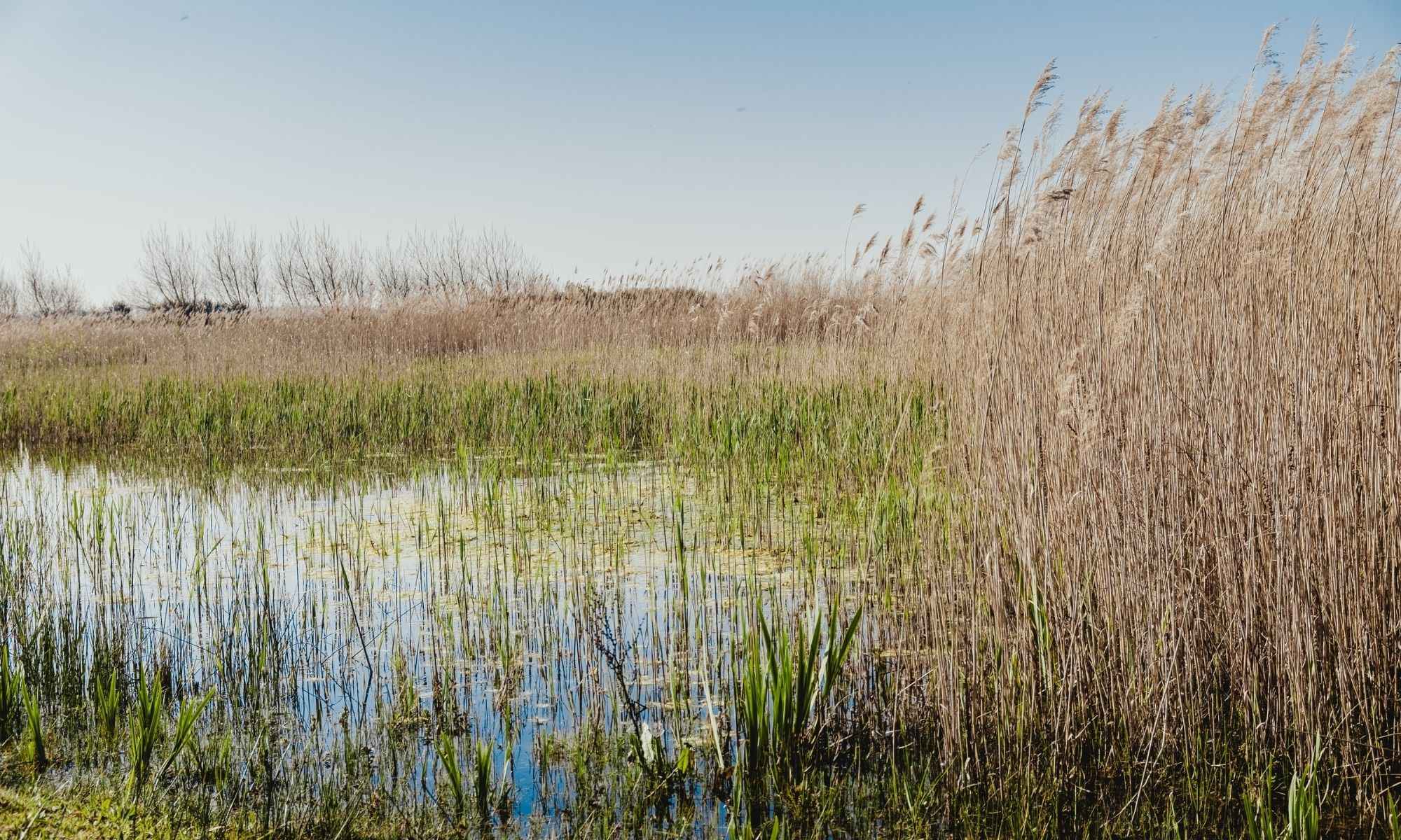 Finesse Fishing in the Grass: All You Need to Know