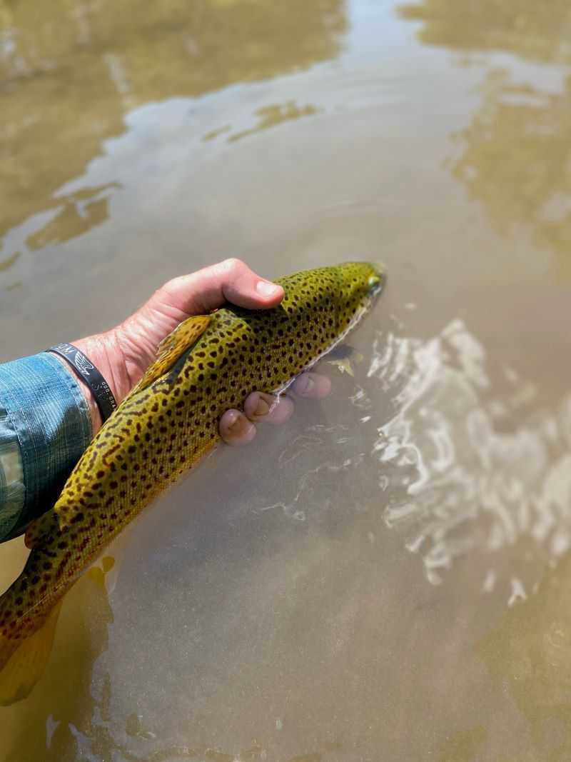 Nice Brown Trout