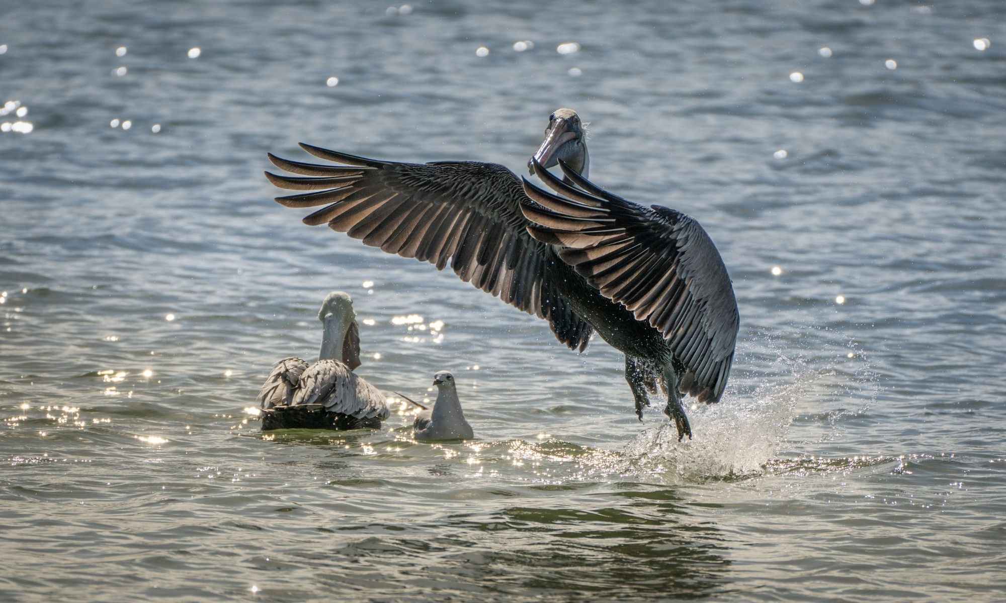 St. Pete Beach, FL Fishing: An Award-Winning Beach Town