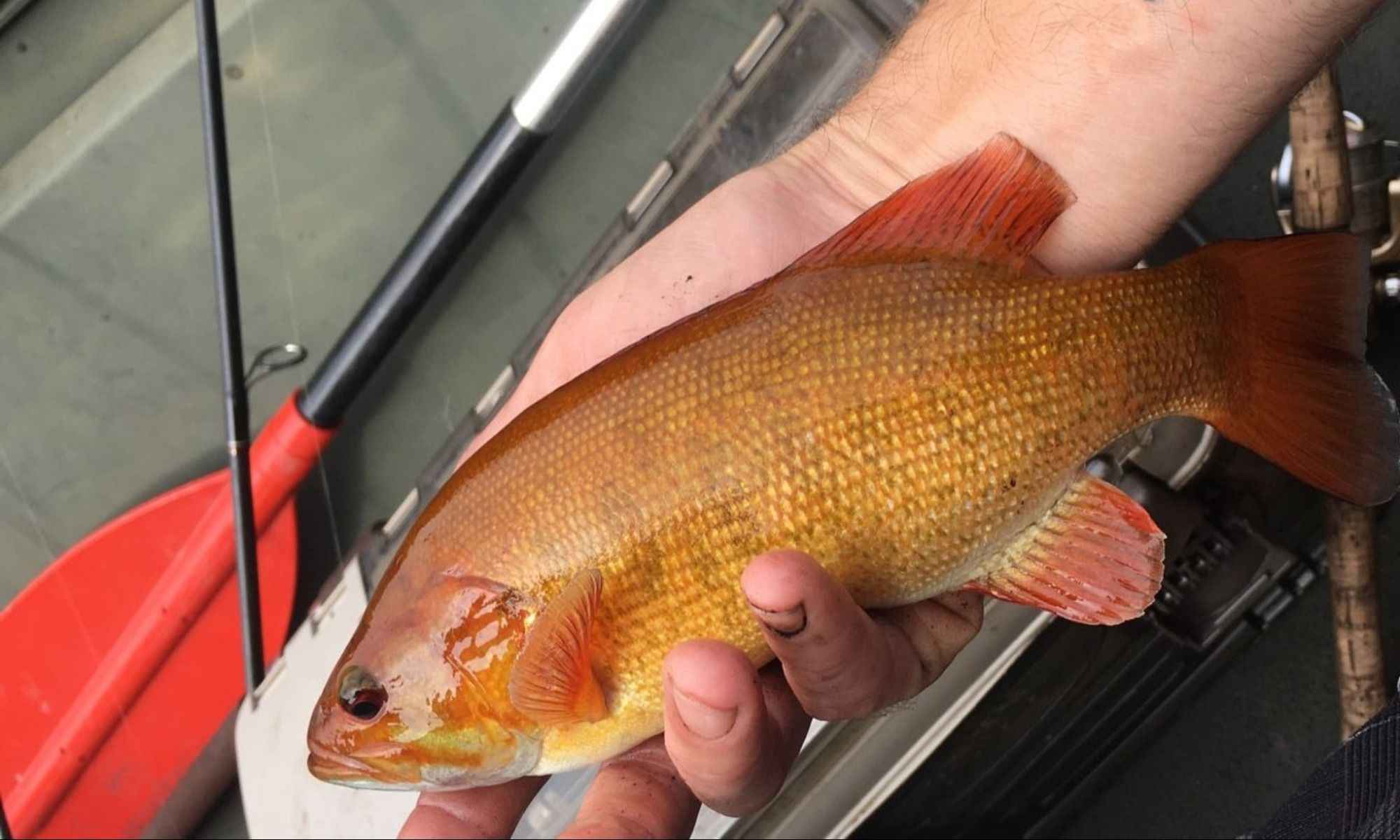 Does Orange Bass Exist?