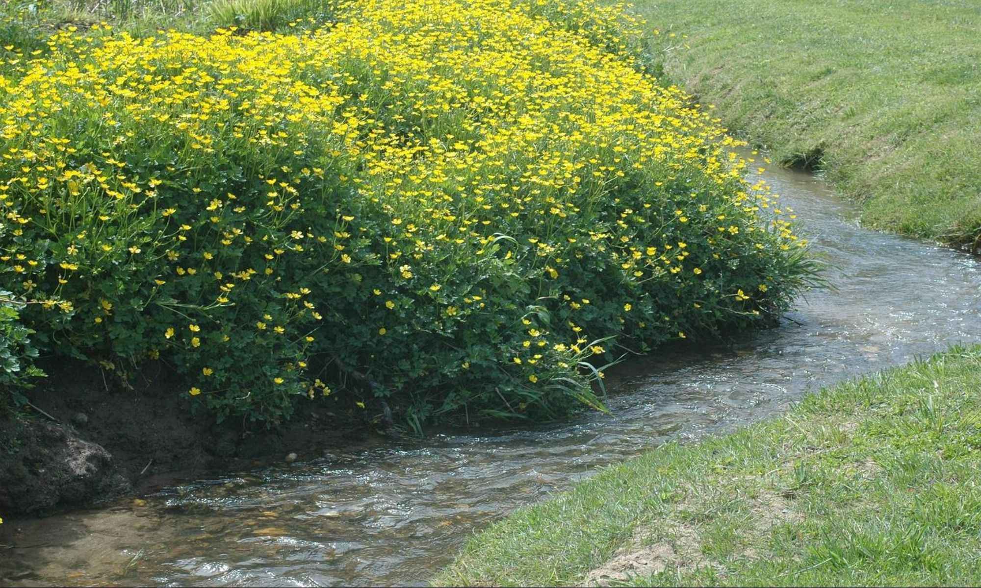 Apex, NC Fishing: The Peak of Good Living and Fishing