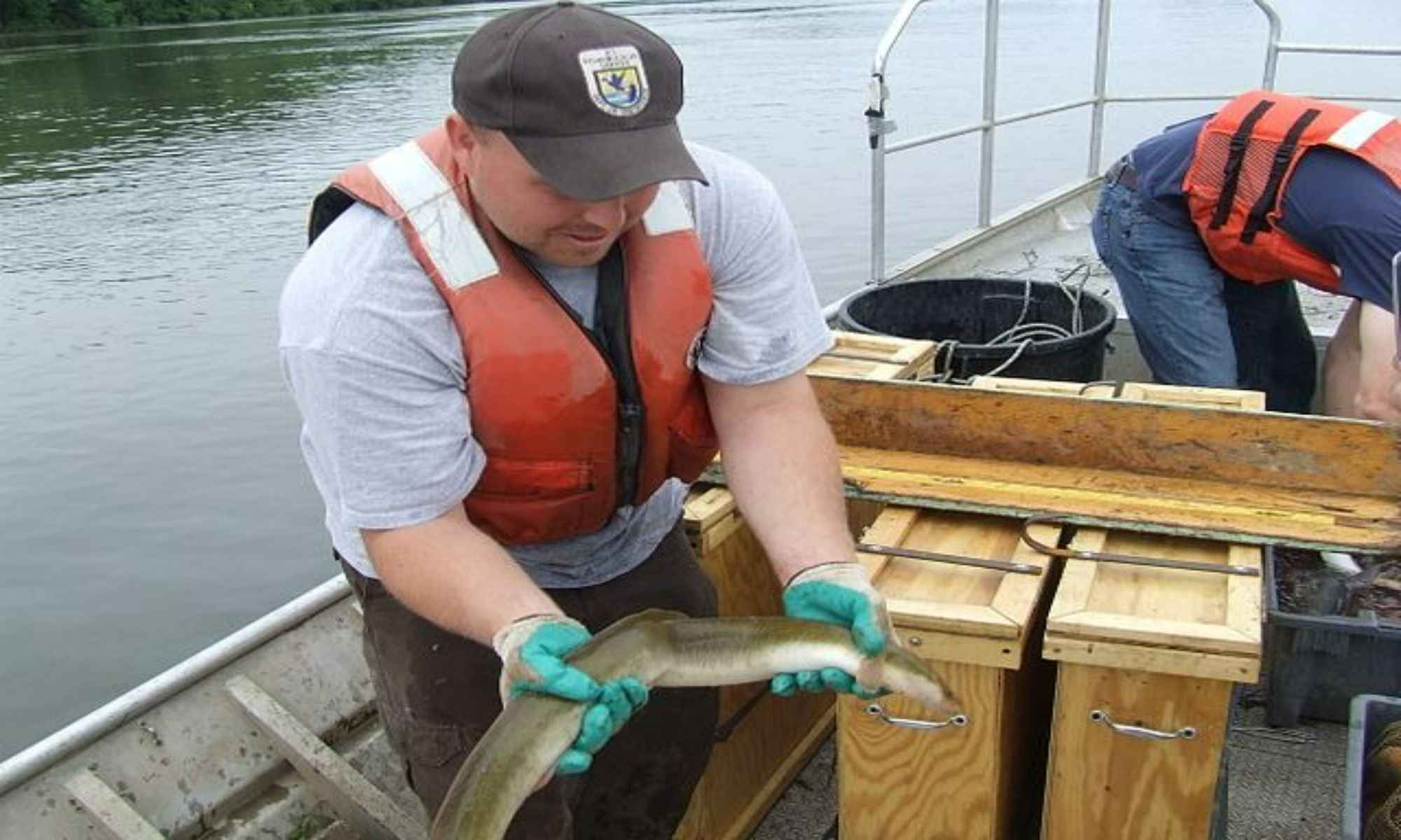 Best Ways to Catch American Eel