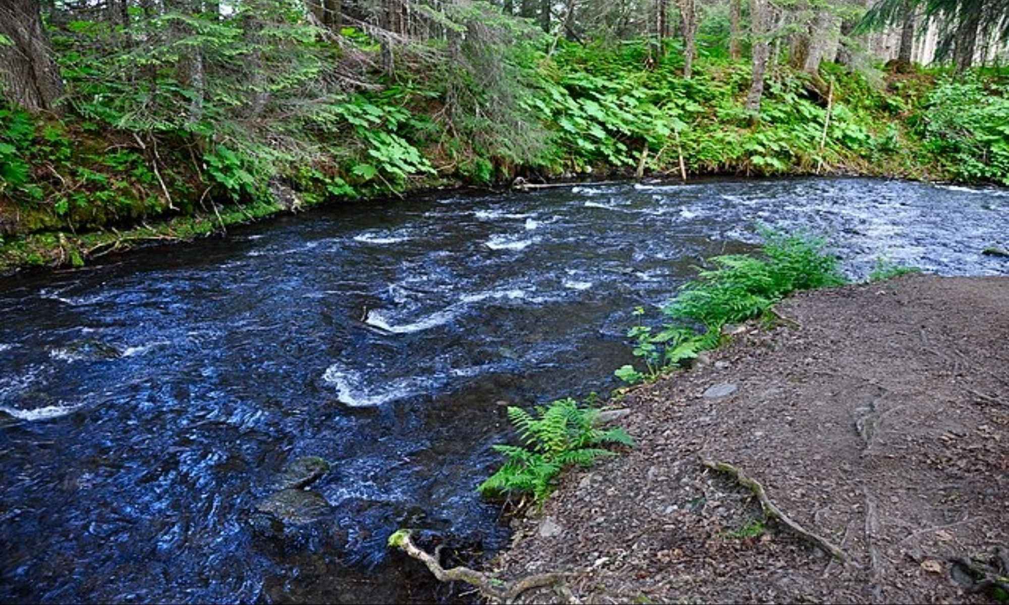 Book Your Fishing Charter in Bear Creek, AL