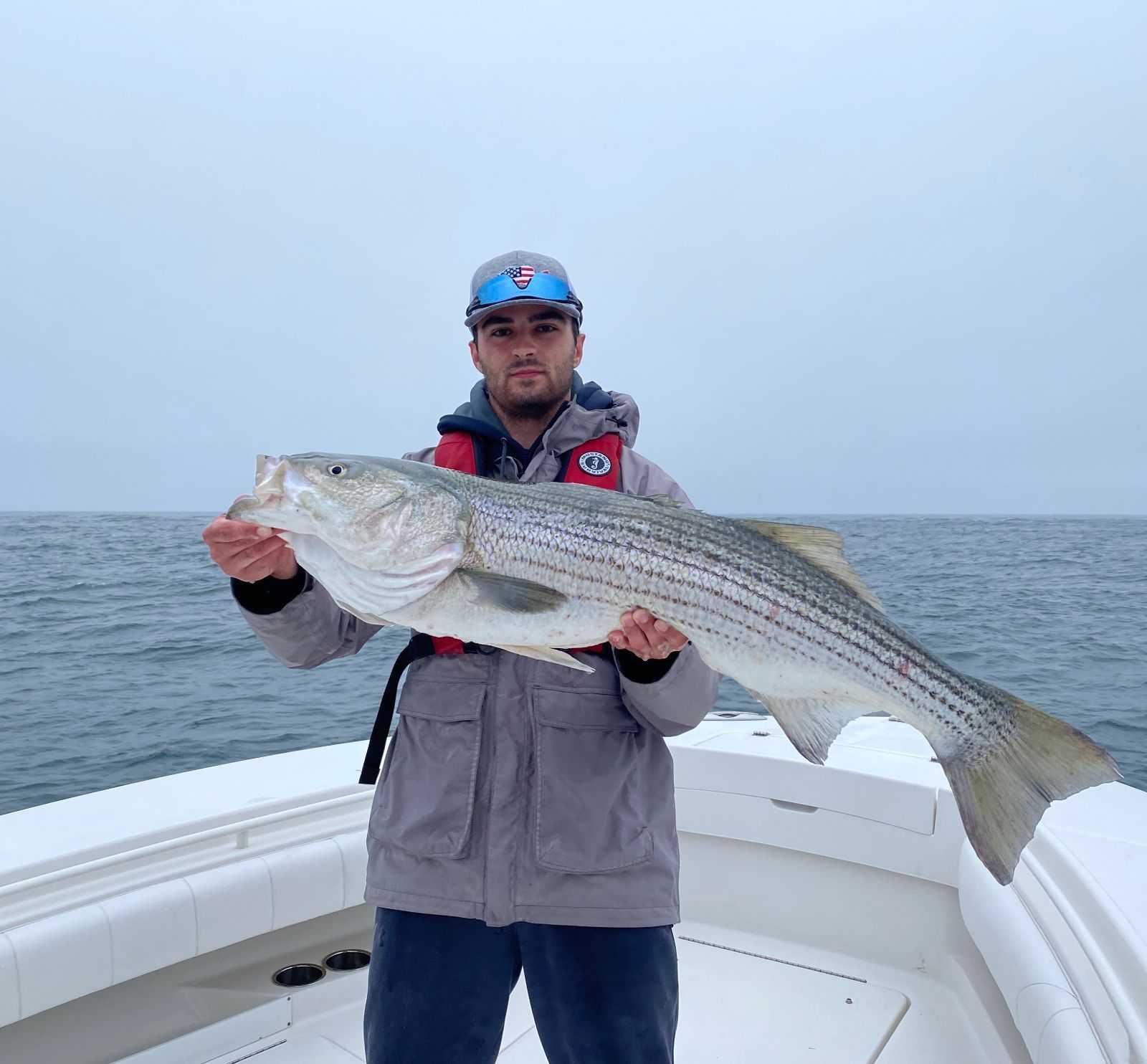 A Nice Striped Bass (striper) off Cape Cod