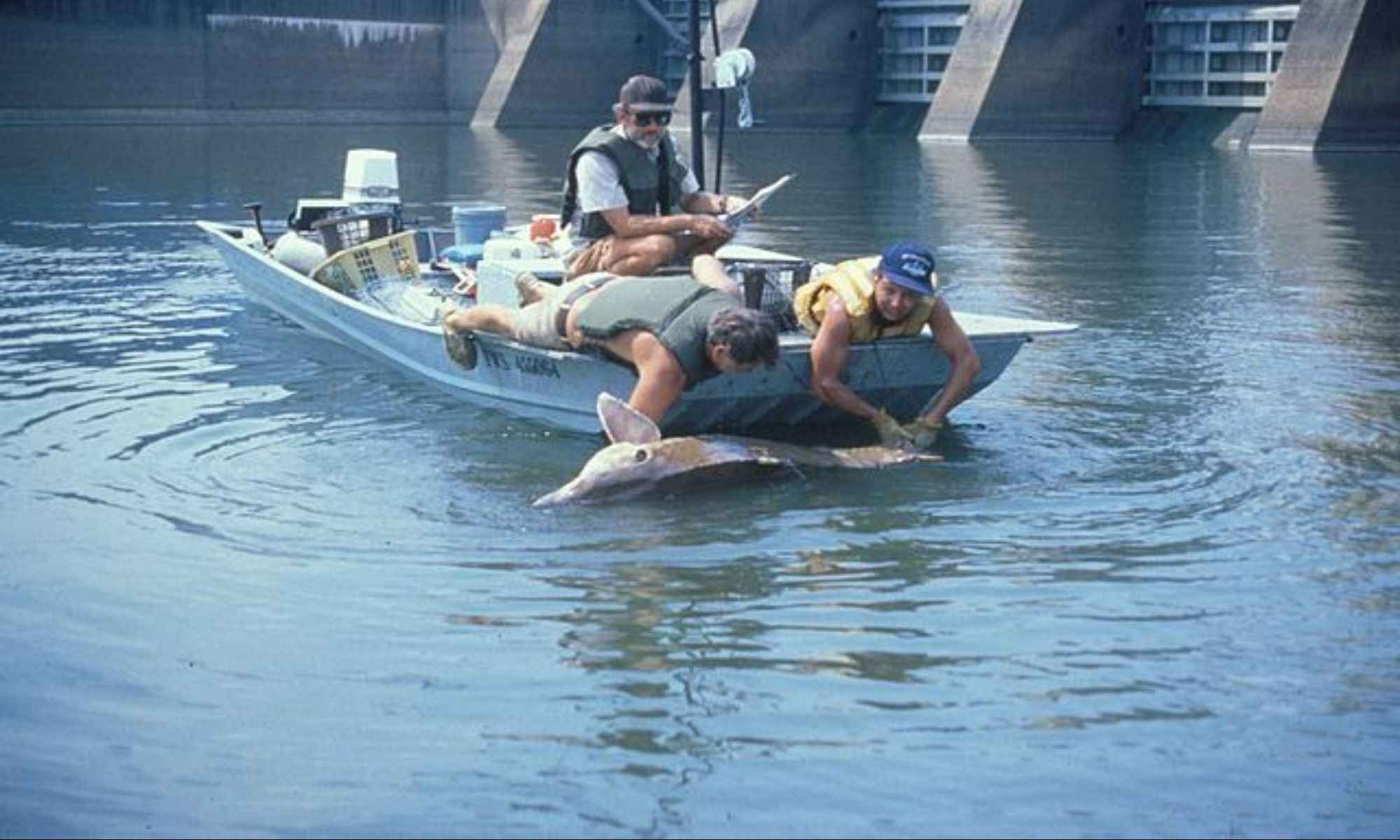 10 Endangered Fish Species