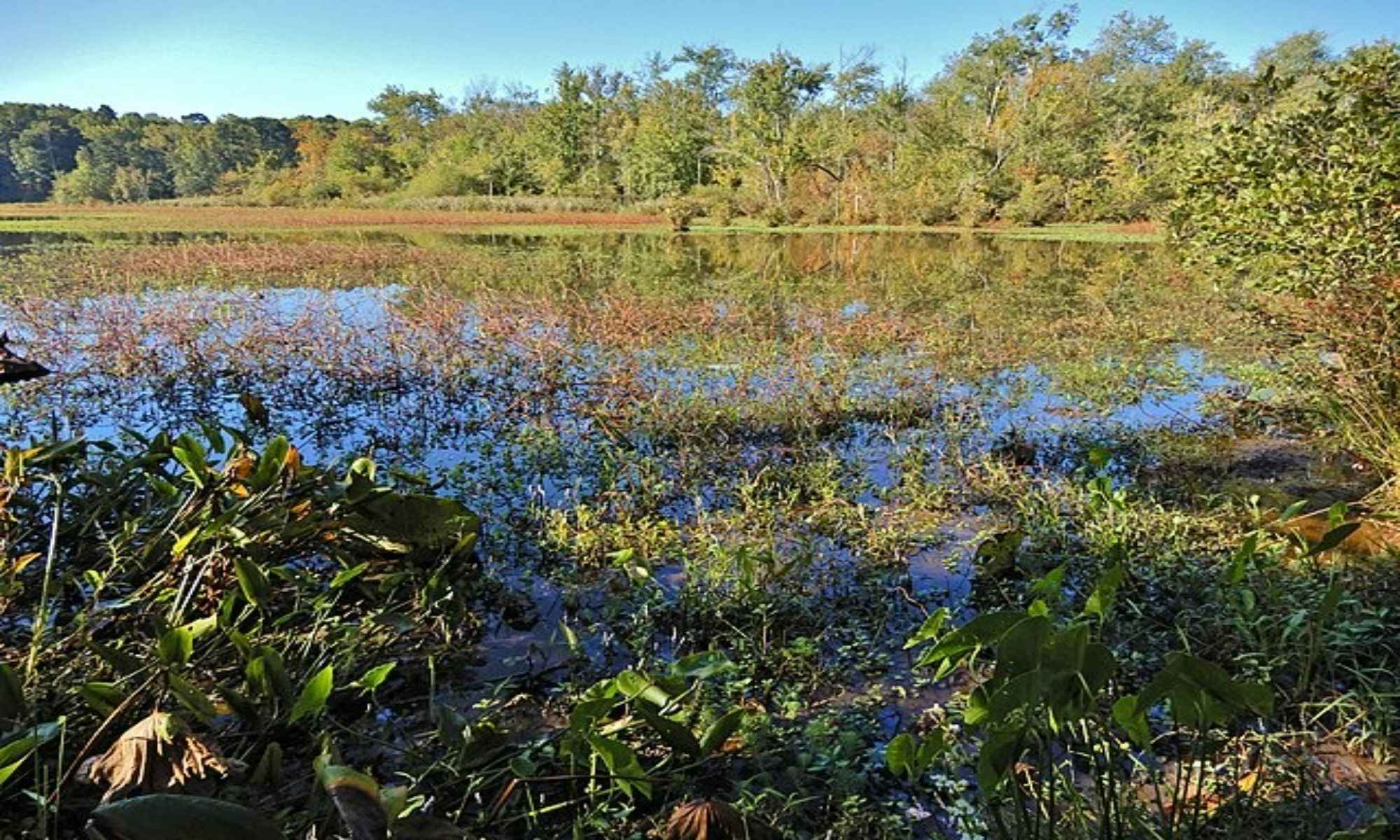 Raleigh, NC Fishing: Angling in the City of Oaks