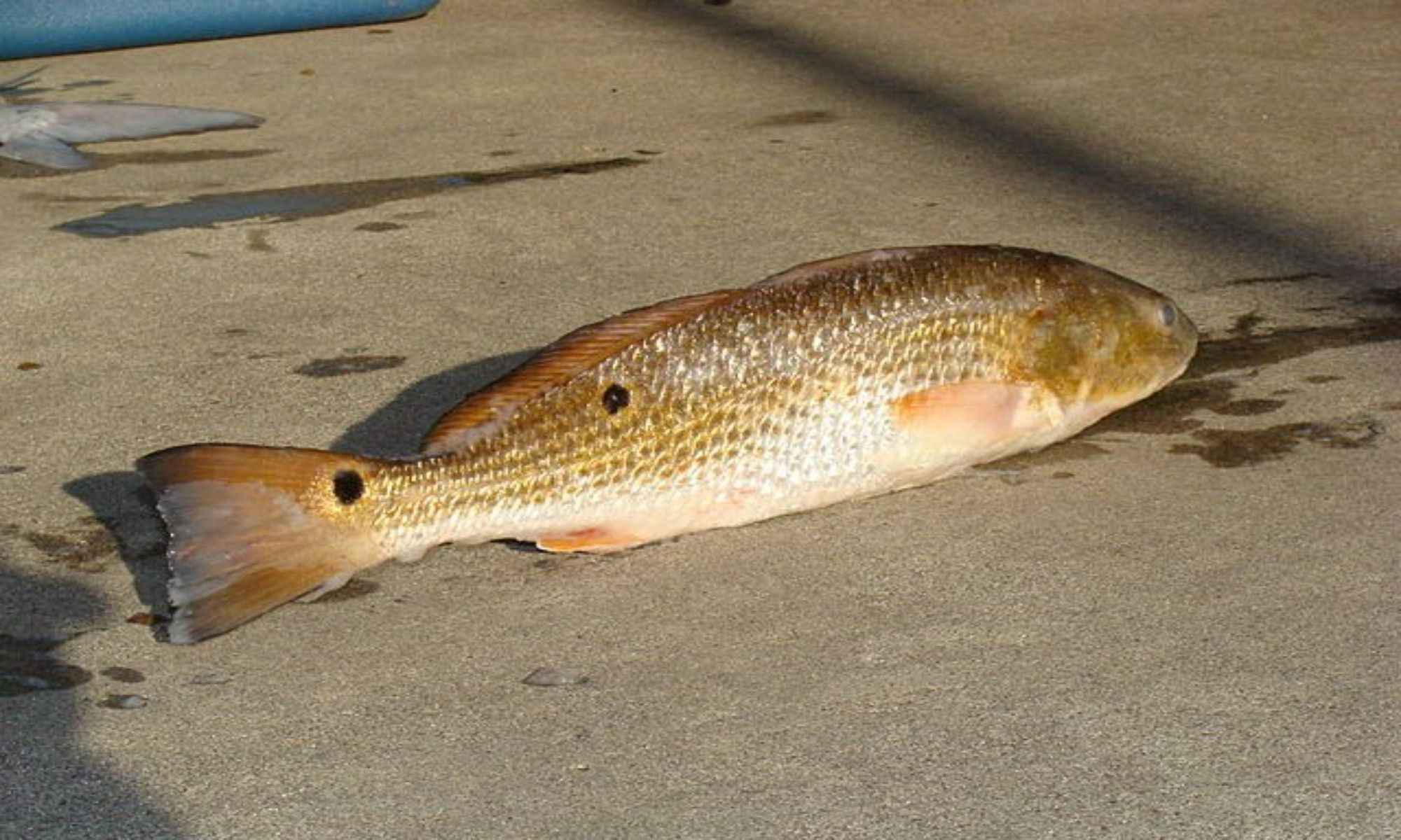 Ways to Cast to Tailing Redfish