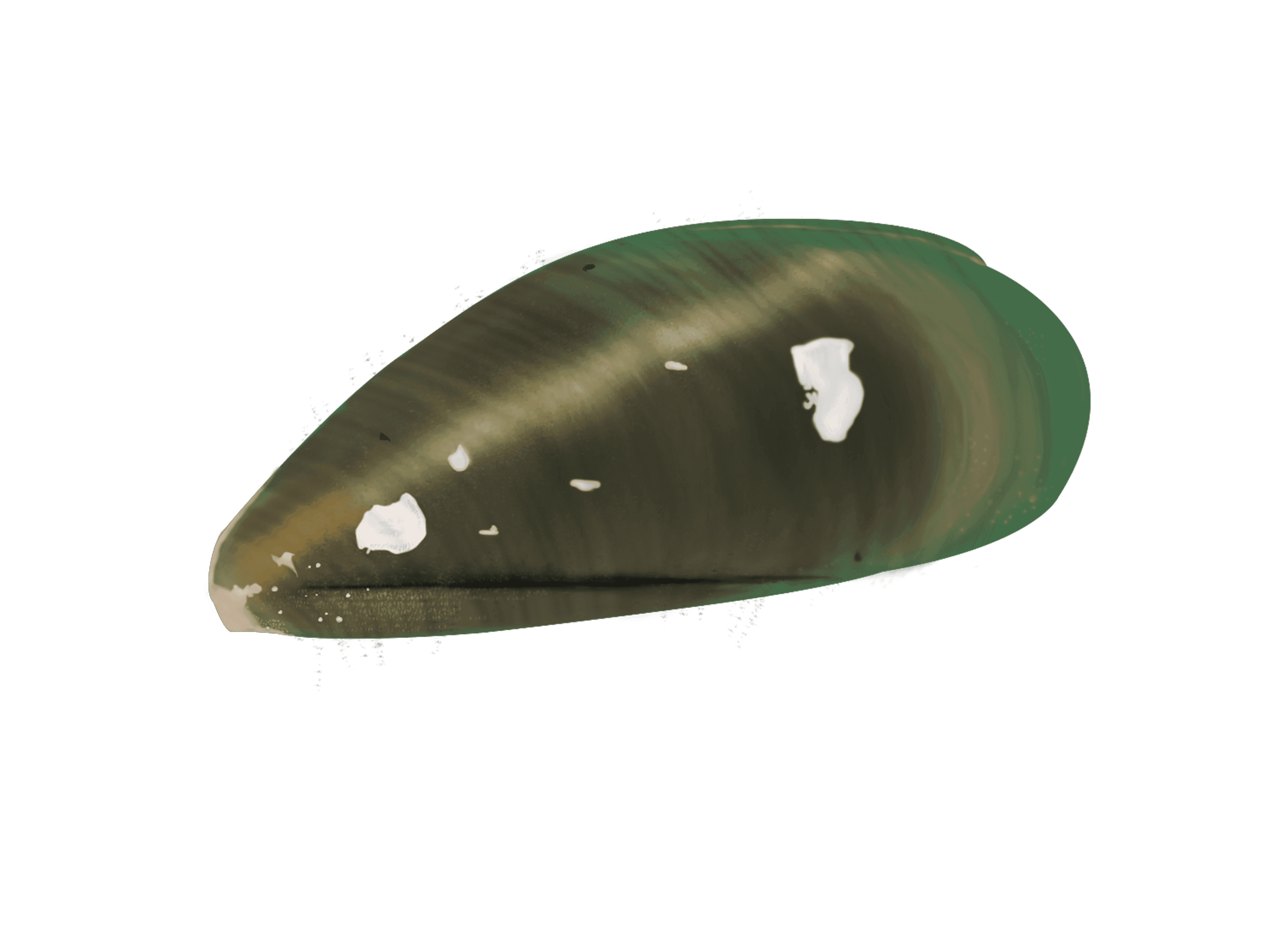 New Zealand Green Lip Mussel