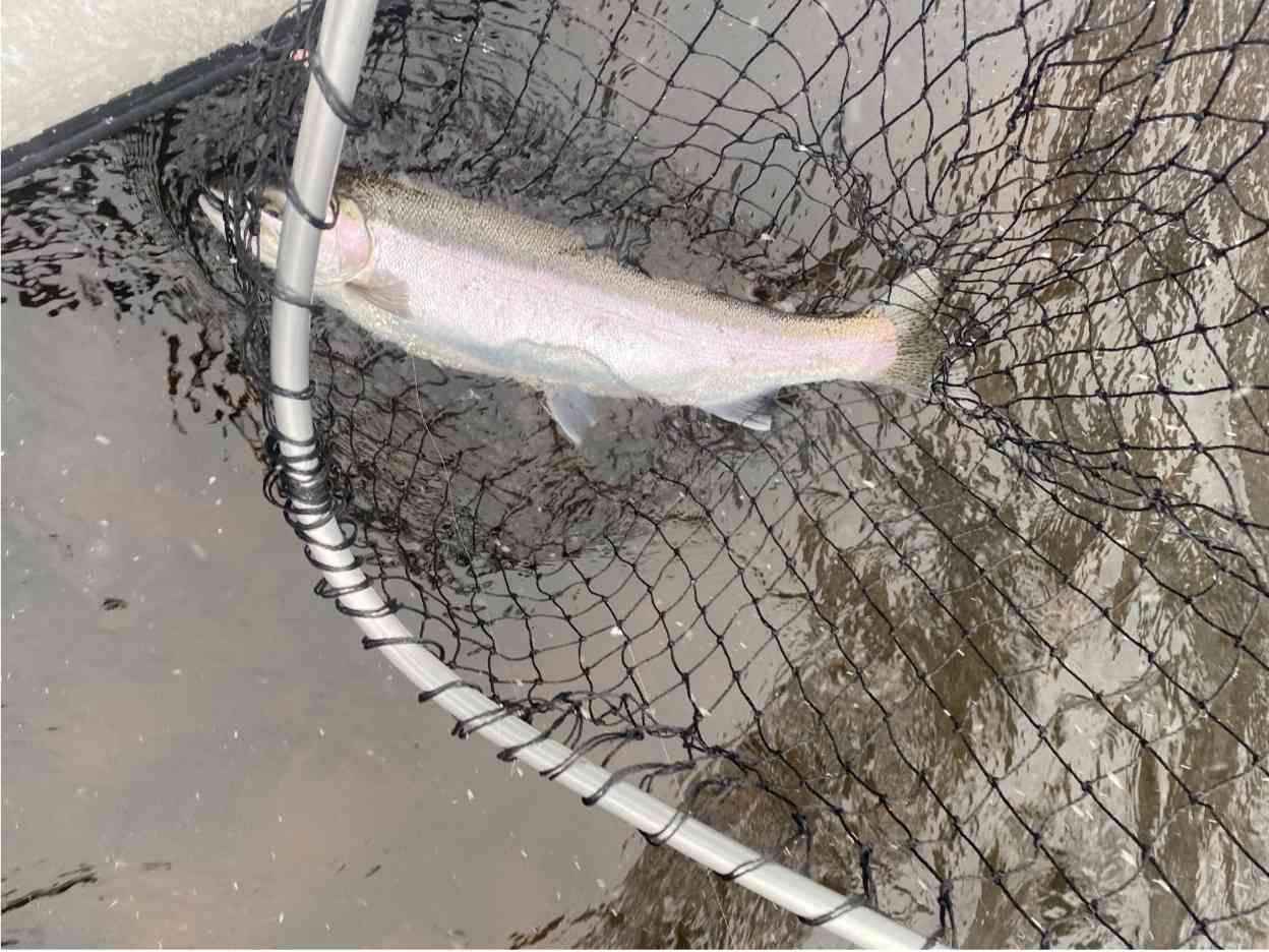 Upstate New York Steelhead Fishing With John Rogers