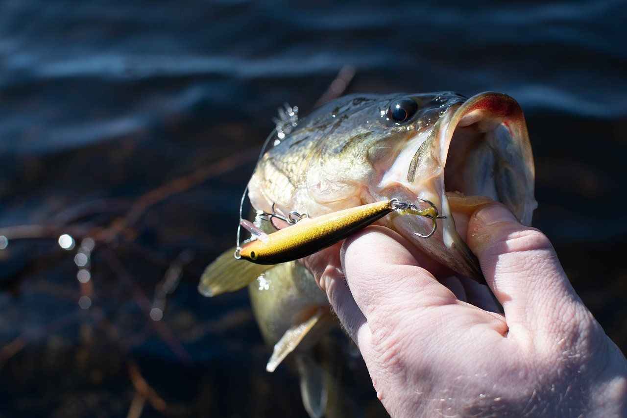 Winter Crankbait Tips For More Bites
