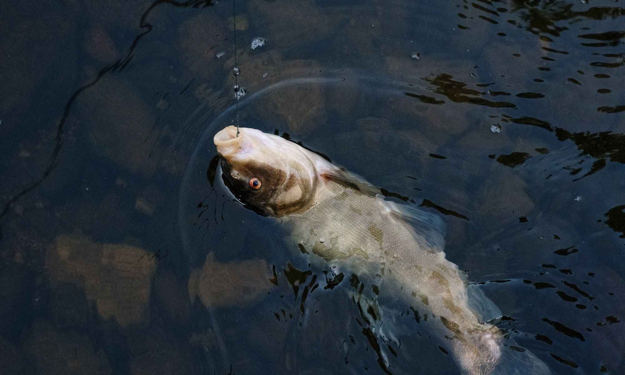 7 Best Lures for River Smallmouths