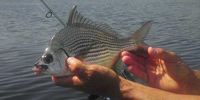 Mexican Mojarra
