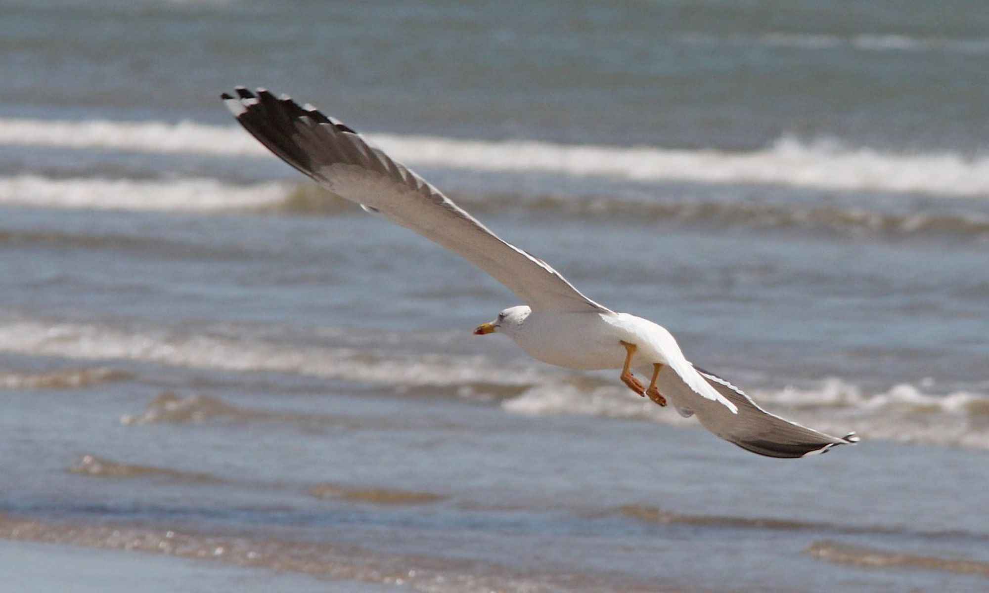 Freeport, TX Fishing: The Underrated Deep Sea Fishing Haven