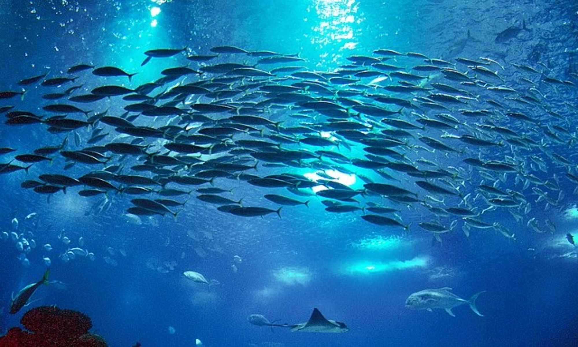 The World Fisheries Congress 2024