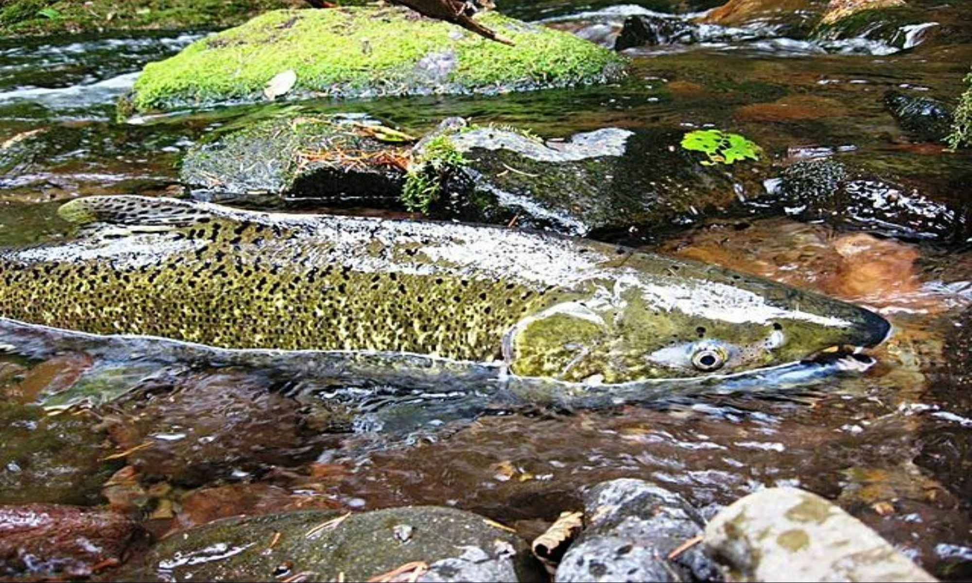 Chinook vs. Coho: What’s the Difference?