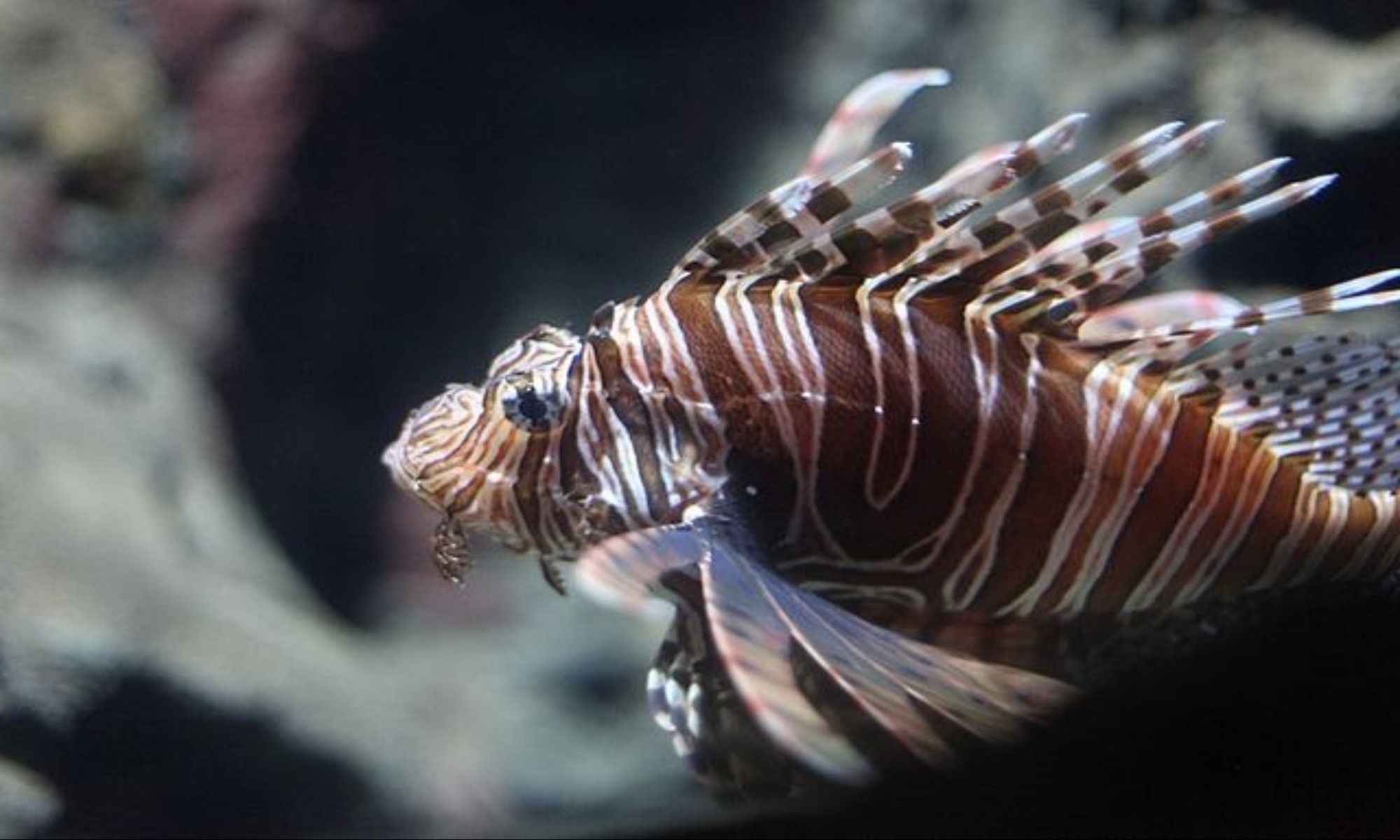 Most Dangerous Fish That You Should Know