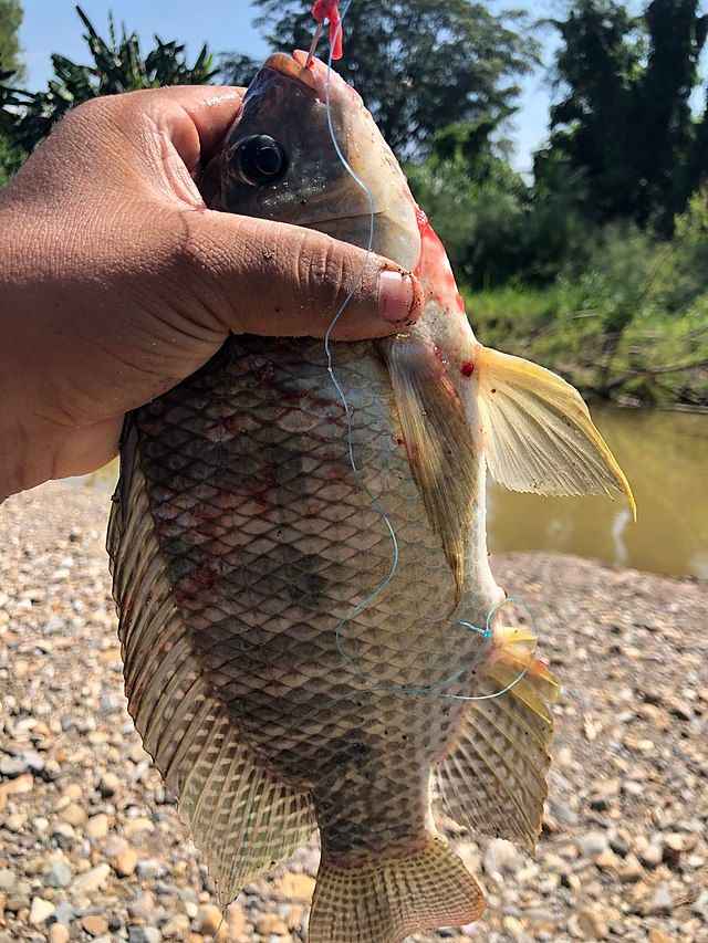 Pro Tips for Catching Tilapia