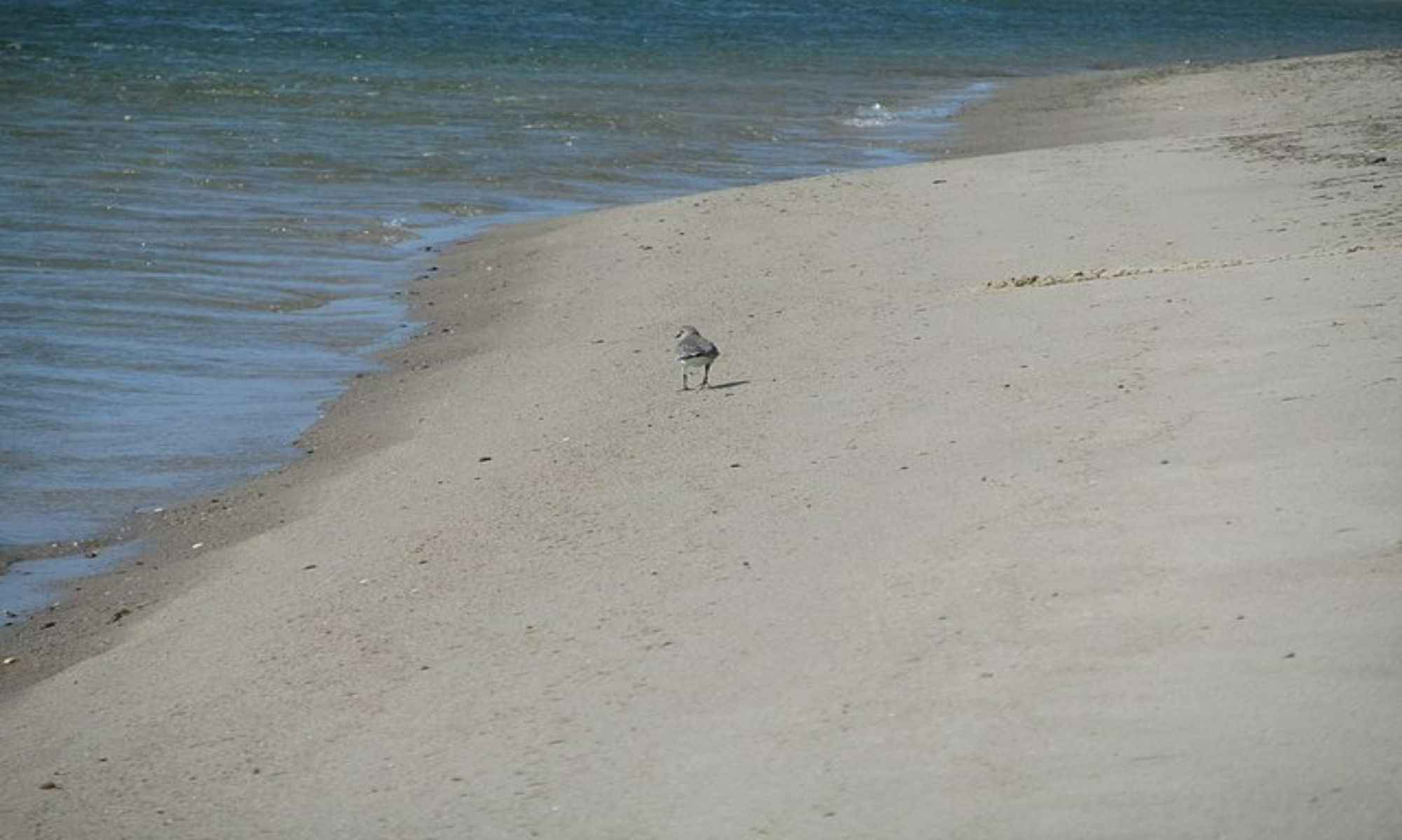 Book Your Fishing Charter in Orleans, MA