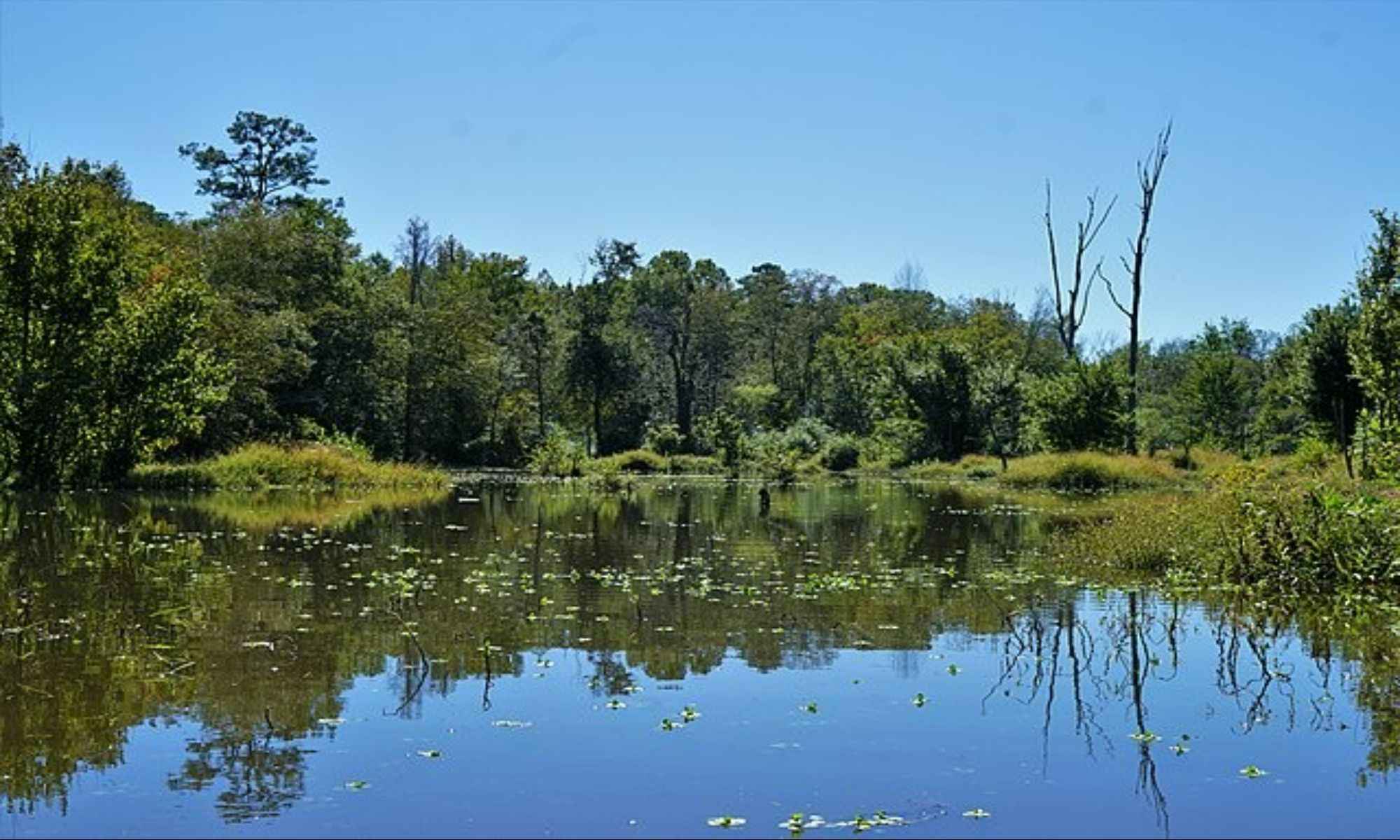 Book Your Fishing Charter in Wilson, NC