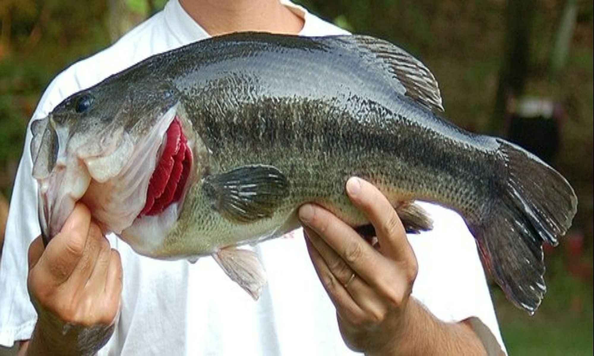 Spotted Bass Versus Largemouth Bass: Everything You Need to Know