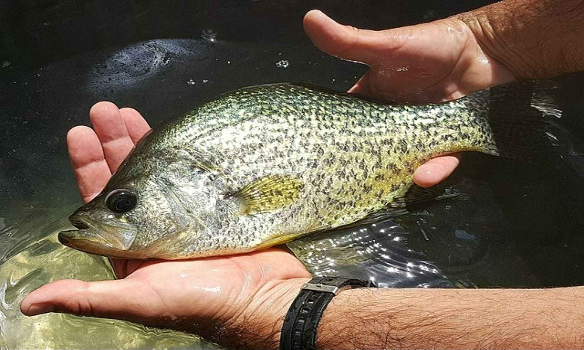 Tips on Fishing White Crappie from the Bank